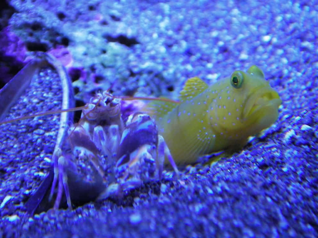 Pistol Shrimp 桌布 壁紙 — 一條鮮黃色斑點魚和一隻紫色螳螂蝦在水族箱的藍色沙子上休息。