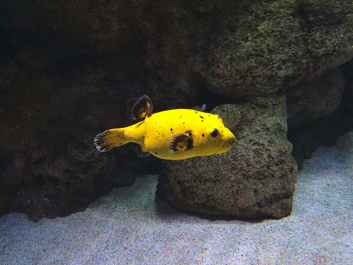  壁紙 — 一條鮮黃色帶黑色斑點的河豚在沙質水族箱環境中靠近深色岩石游動。