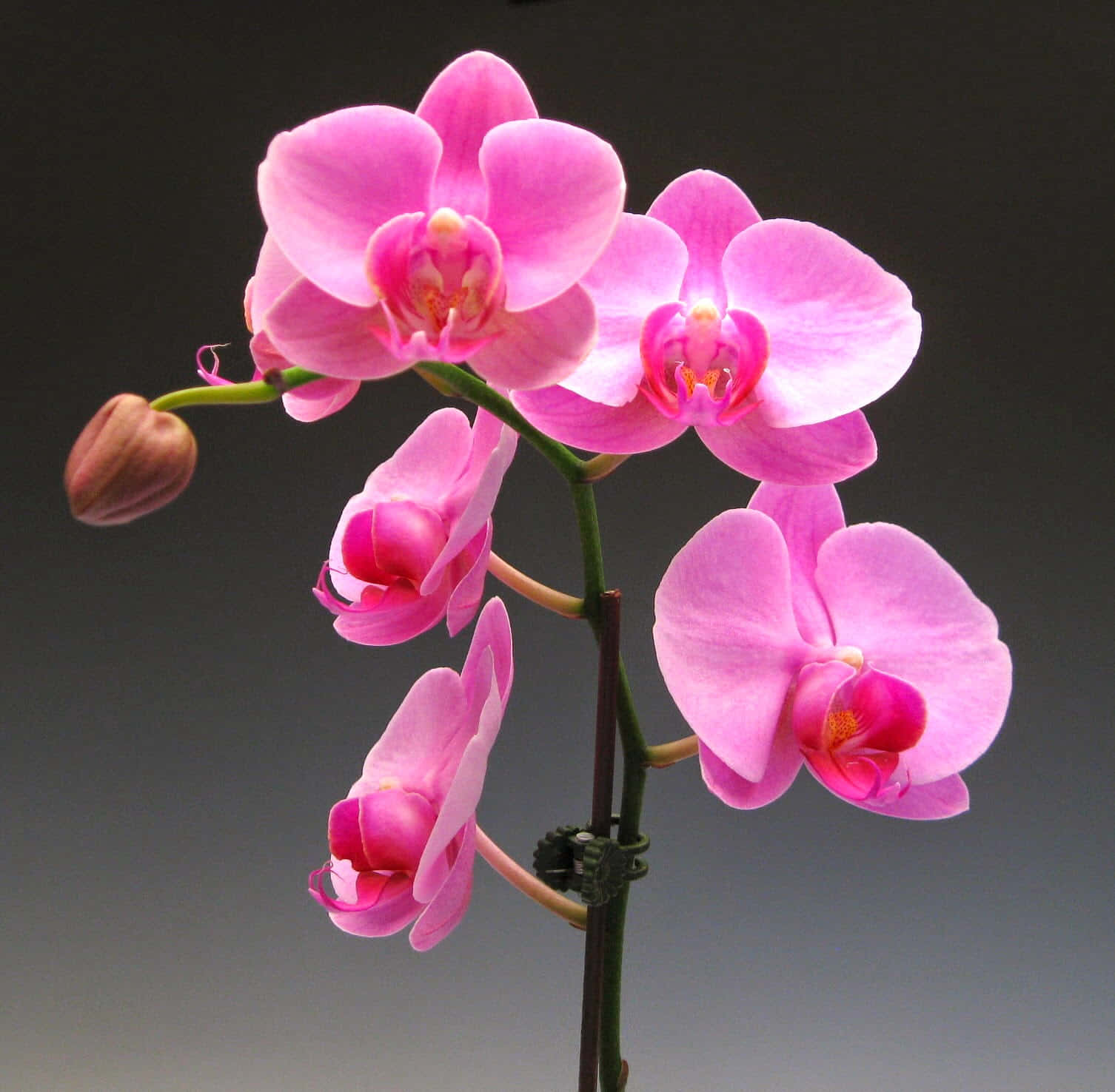 粉紅色蘭花，帶有花蕾，綠色莖幹，灰色背景。
