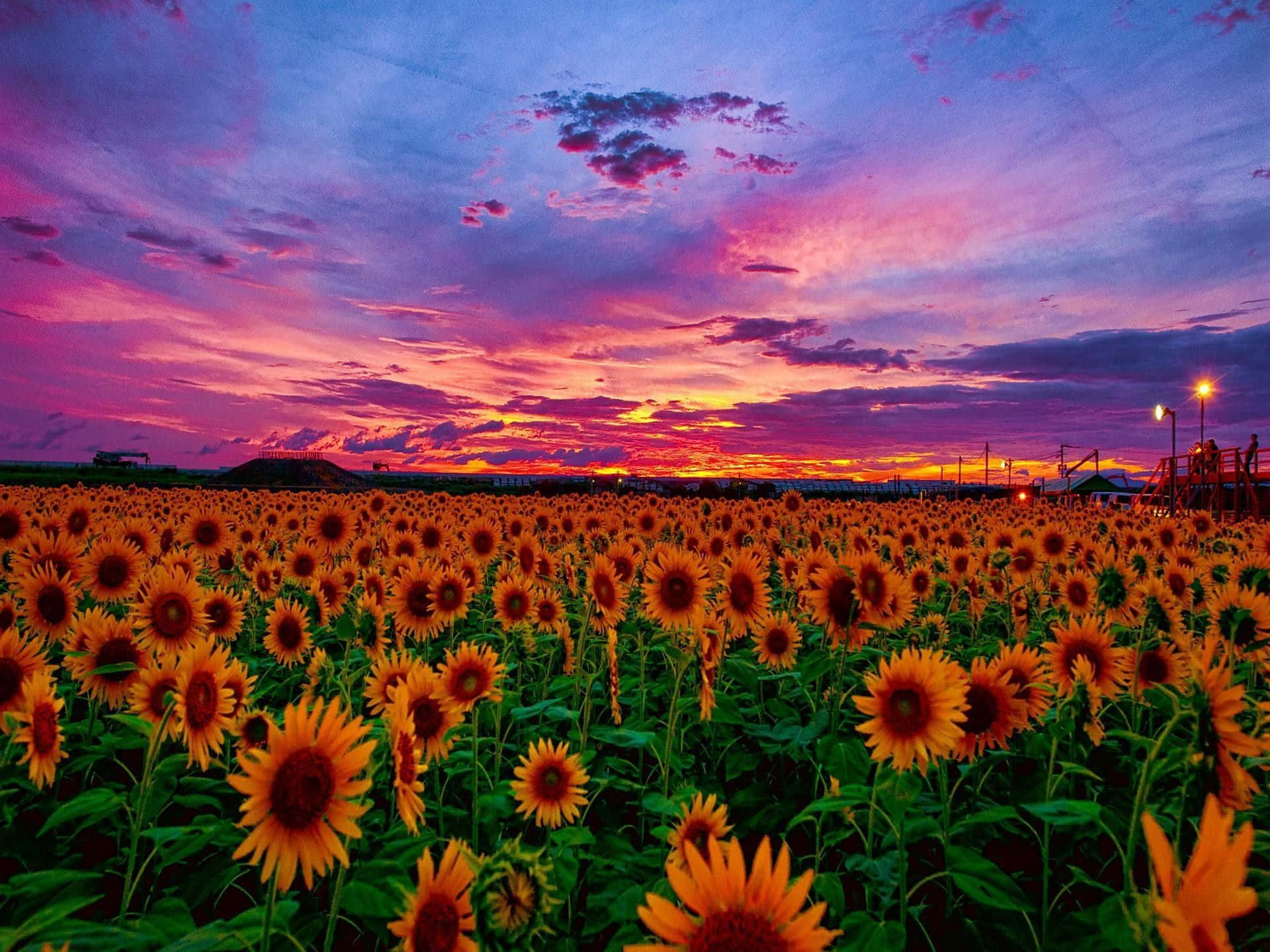 Sunset Photography 桌布 壁紙 — 一片廣闊的向日葵田，在由火橙色、粉紅色和深紫色雲彩繪成的戲劇性暮色天空下延伸。