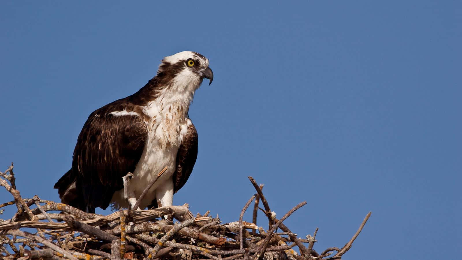 Osprey 桌布 壁紙 — 一隻雄偉的魚鷹警覺地棲息在一個堅固的樹枝巢上，背景是清澈的藍天。