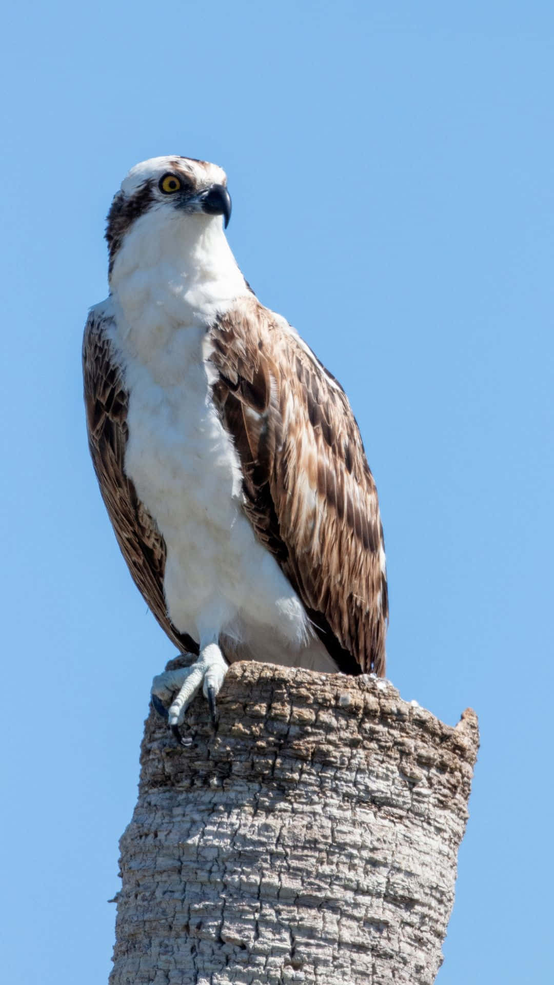 Osprey 桌布 壁紙 — 一隻雄偉的魚鷹警覺地棲息在風化的樹樁上，背景是清澈的藍天。