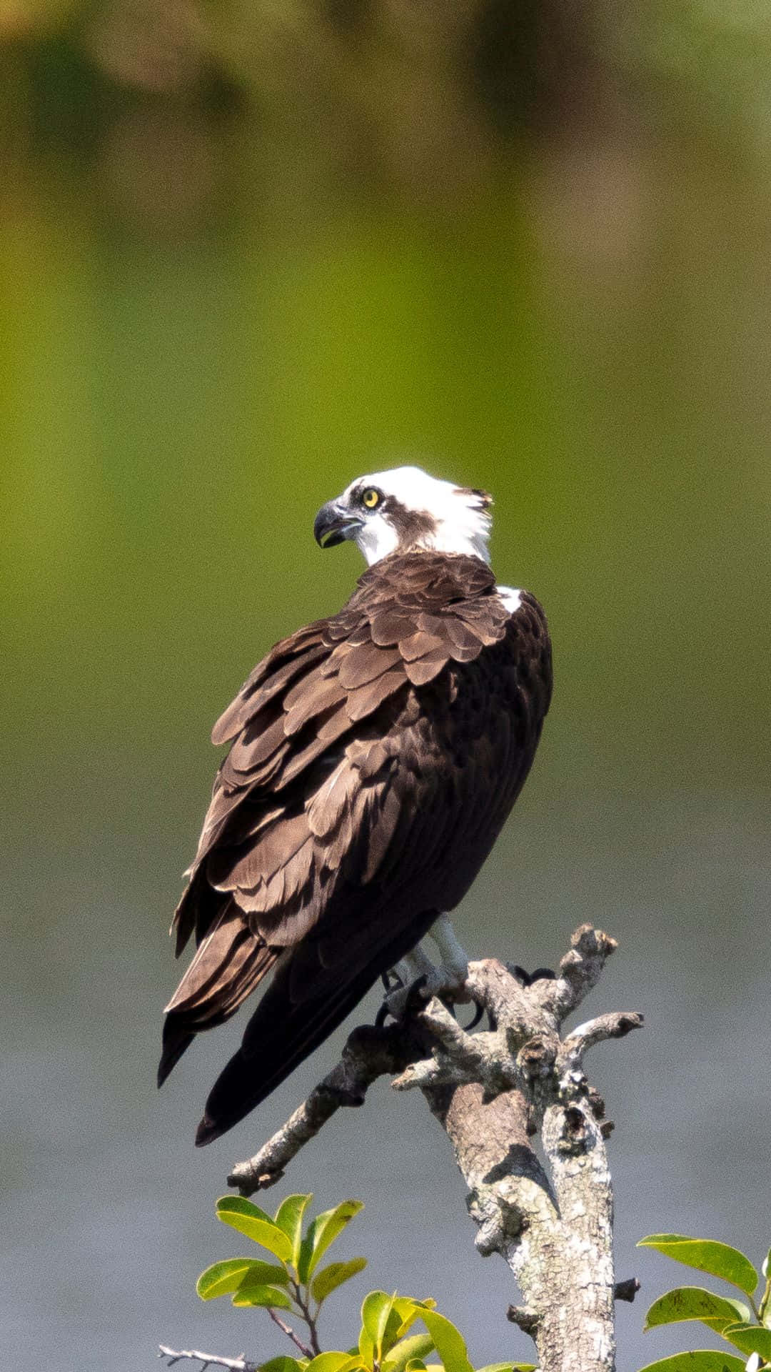 Osprey 桌布 壁紙 — 一隻雄偉的魚鷹警覺地棲息在一個多節的樹枝上，俯瞰著水面，背後是柔焦的茂密綠色樹葉。