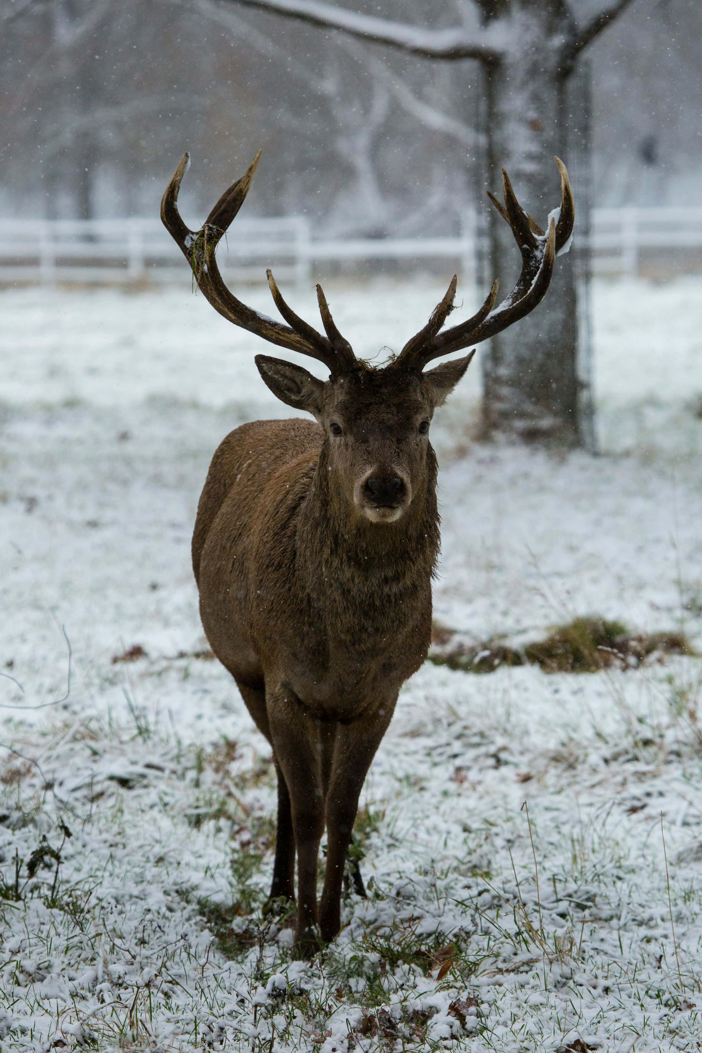 Stag 桌布 壁紙 — 一隻擁有巨大鹿角的雄偉雄鹿站在雪地上，溫柔的雪花在牠周圍飄落。