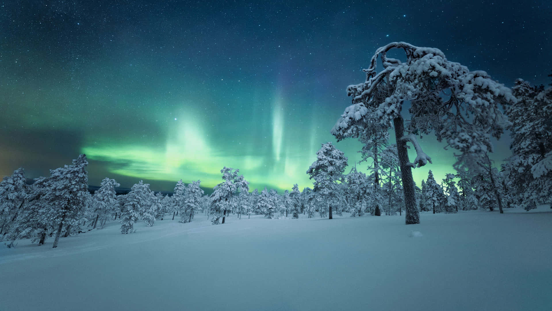  壁紙 — 星空下，白雪覆蓋的森林，鮮豔的綠色極光在頭頂舞動。