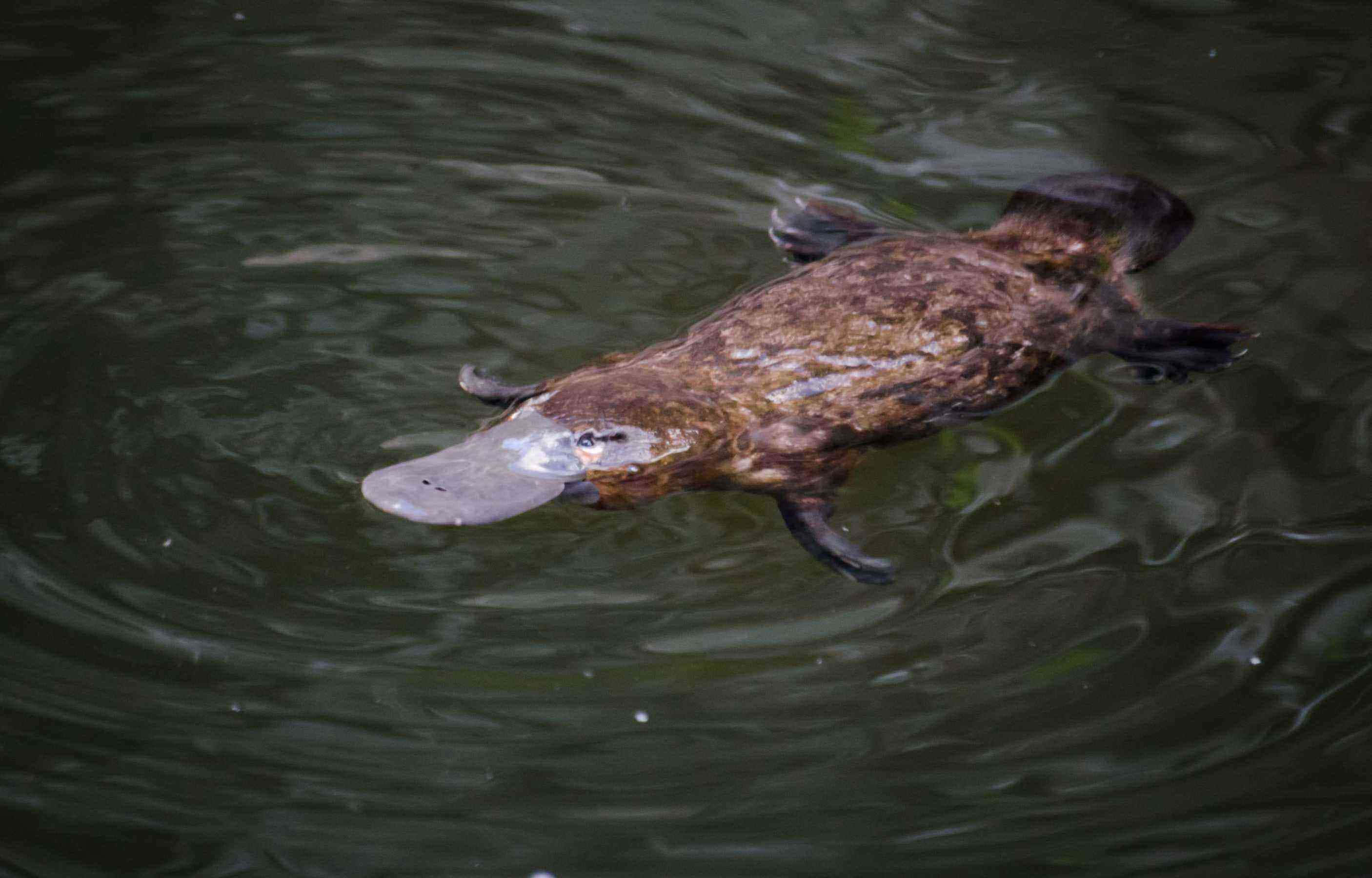 Platypus 桌布 壁紙 — 鴨嘴獸在渾濁的水中滑行，其獨特的扁平嘴巴和蹼足激起輕柔的漣漪。