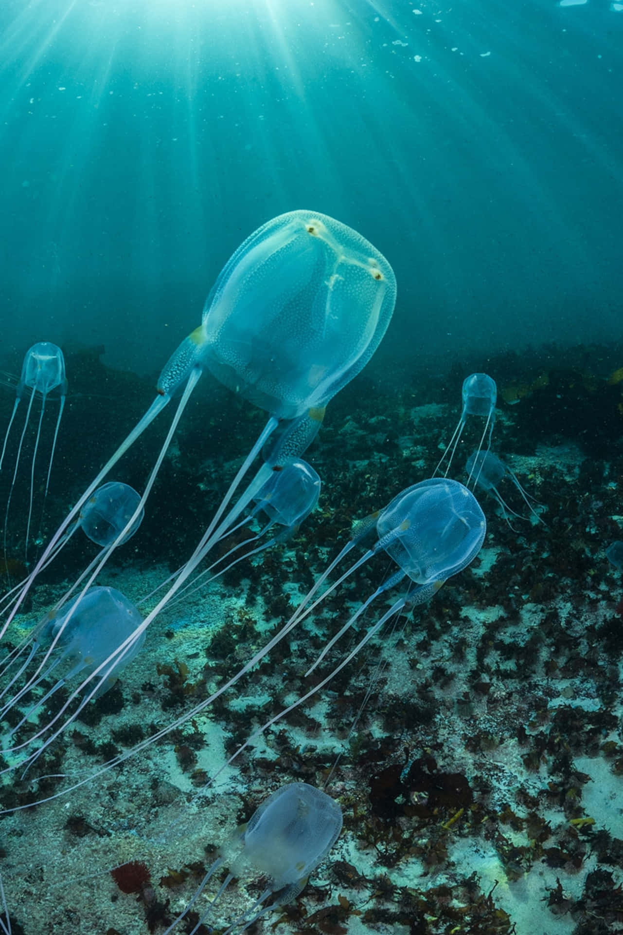  壁紙 — 陽光穿過碧綠海水，照亮漂浮在海藻和岩石覆蓋的海床上方的半透明水母。