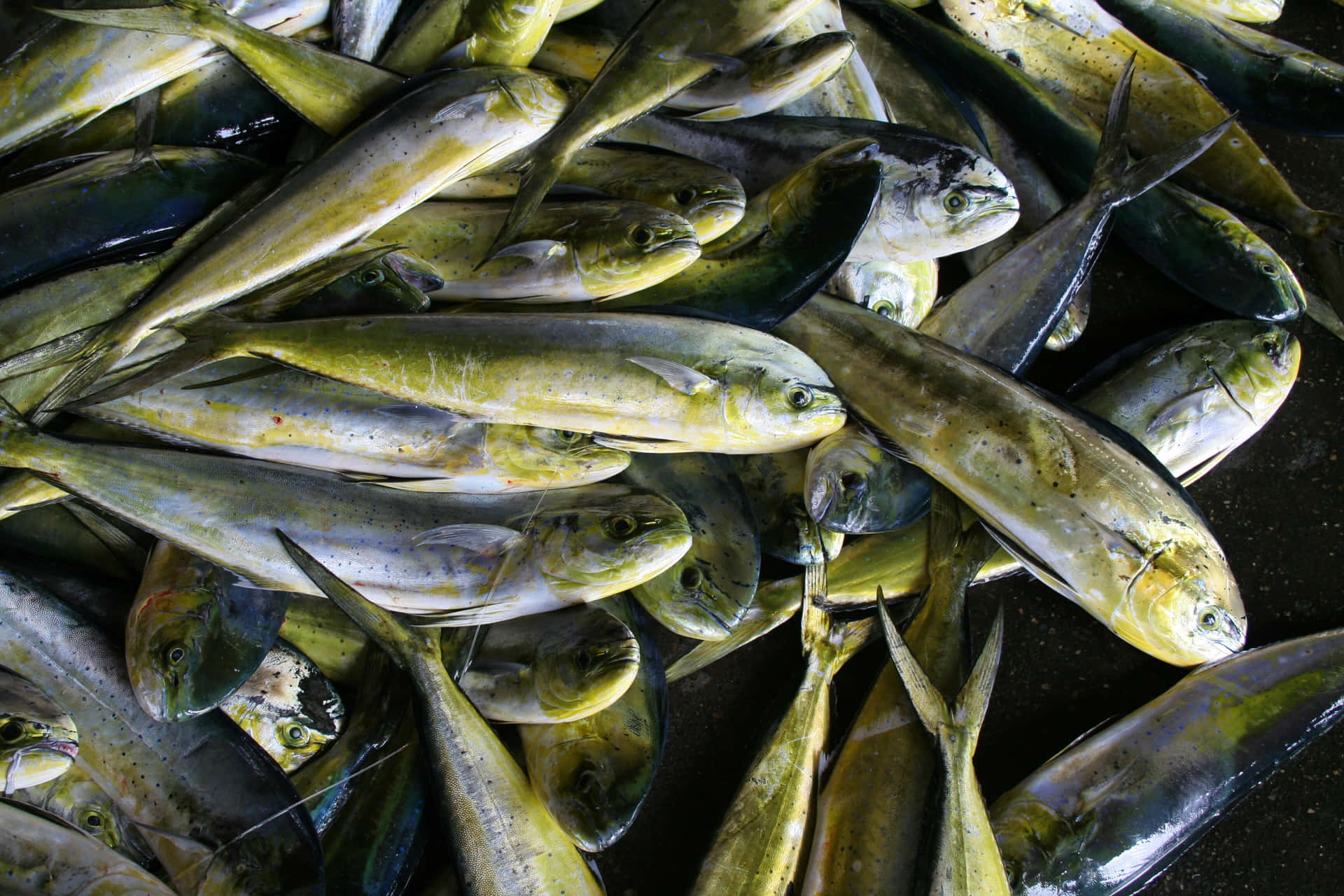 新鮮捕獲的鬼頭刀魚堆疊在一起，鱗片閃閃發光。 — 邁阿密海豚 GIF 壁紙