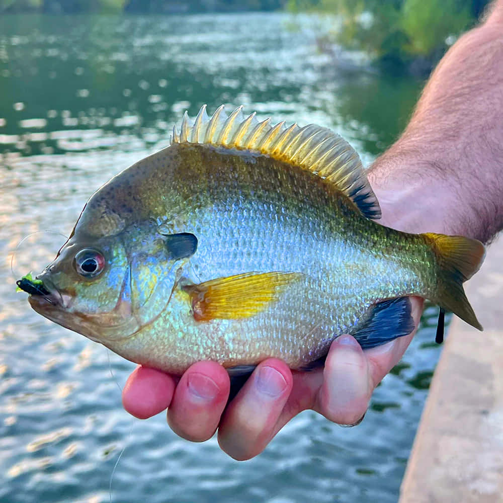  壁紙 — 一個人喺漣漪水面上面拎住一條啱啱捉到嘅太陽魚，魚身有彩虹色鱗片，口咬住綠色假餌。