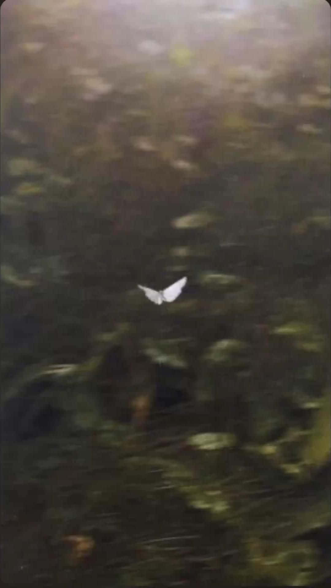  壁紙 — 一隻白色蝴蝶在柔和模糊的森林地面上滑翔，點綴著金色的光芒。
