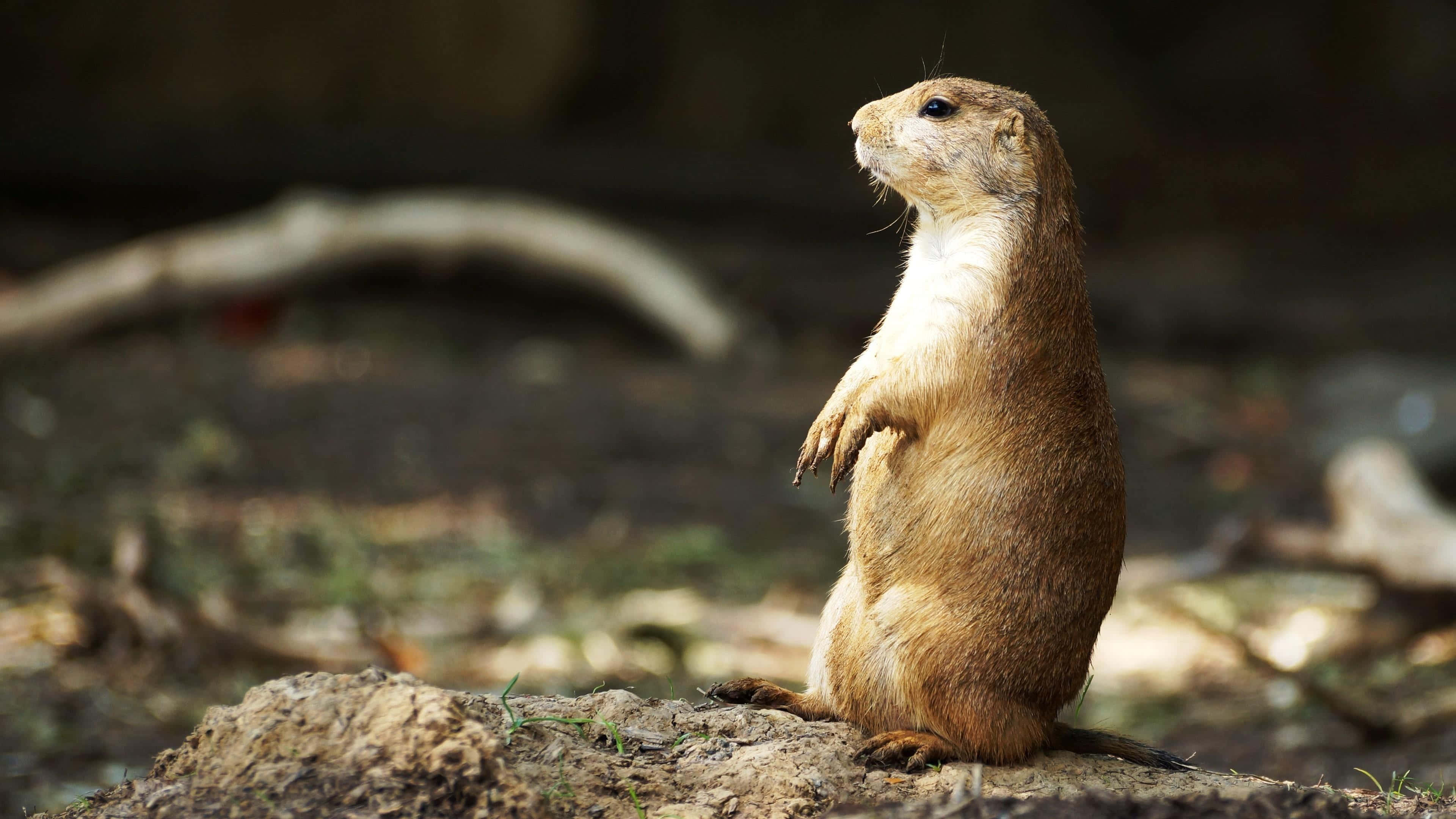 Gopher 桌布 壁紙 — 一隻草原犬鼠在陽光普照的森林空地中，站在一個土堆上，背景有模糊的樹枝和大地色調。