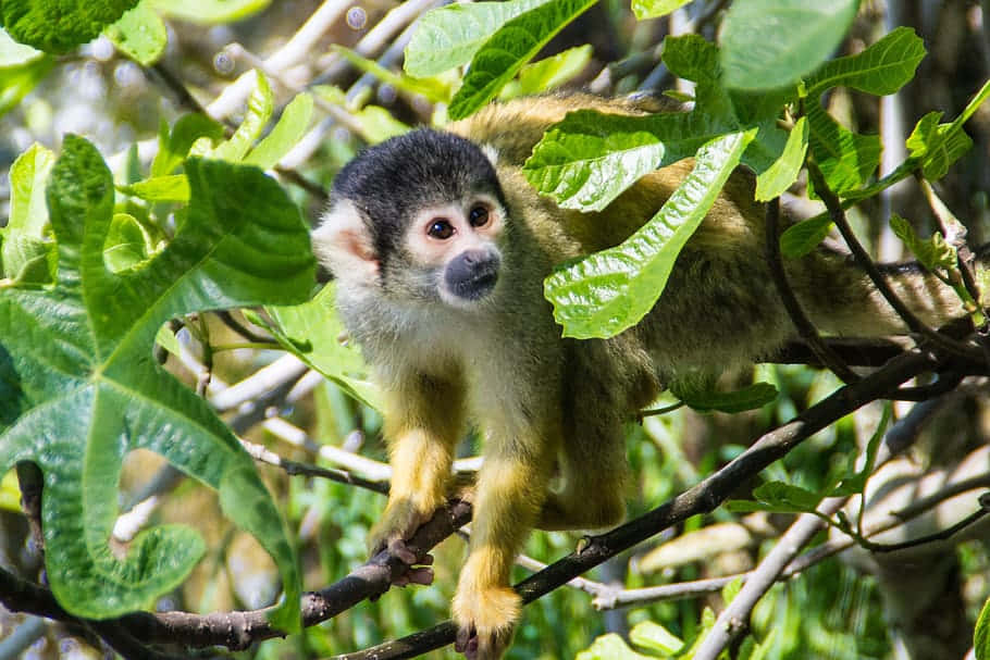 Squirrel Monkey 桌布 壁紙 — 一隻戴著黑色頭罩、四肢黃色的小松鼠猴緊緊抓住被茂密綠葉包圍的樹枝。