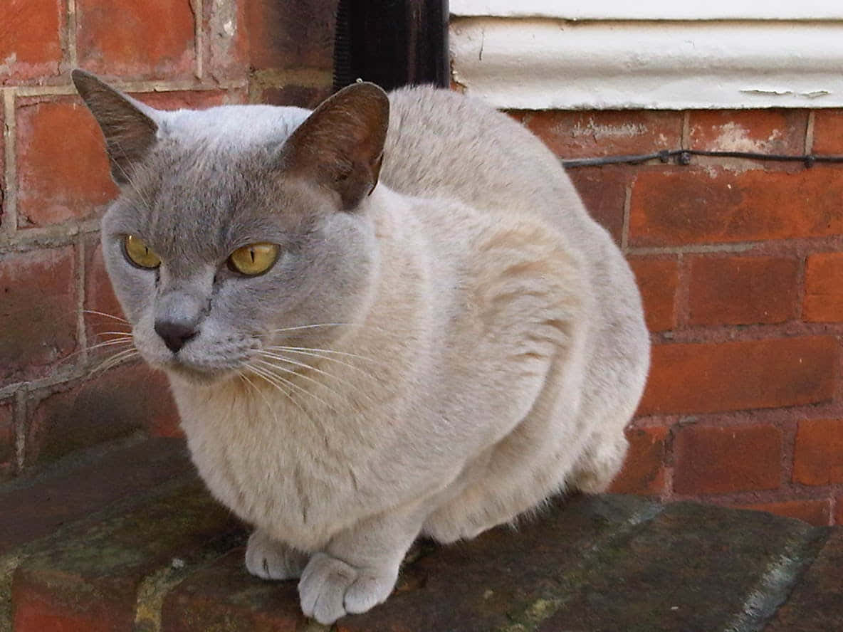 Burmese Cat 桌布 壁紙 — 一隻灰色貓咪有著引人注目的黃色眼睛，警覺地坐在風化的磚砌窗台上，背景是紅磚牆。