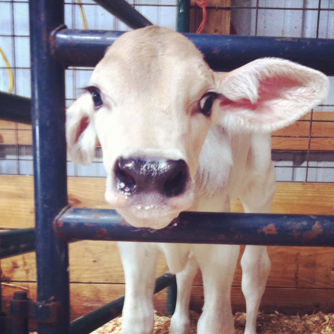 Brown Swiss Cow 桌布 壁紙 — 一隻好奇嘅白色小牛喺木造牛欄入面，透過生鏽嘅藍色金屬圍欄望出嚟。
