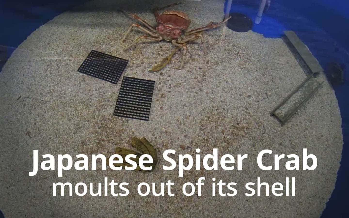 Spider Crab 桌布 壁紙 — 一隻日本蜘蛛蟹從舊殼中出來，在沙質水族箱底部，周圍有黑色格柵和藍色牆壁。