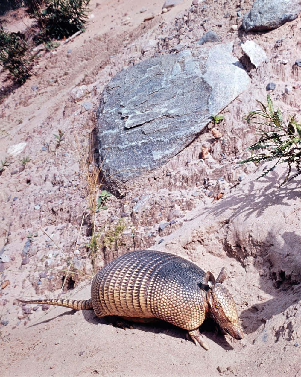 armadillo 桌布 壁紙 — 一隻擁有分節甲殼的犰狳，在陽光明媚的沙地上，在一塊大灰色岩石和稀疏的綠色灌木旁覓食。