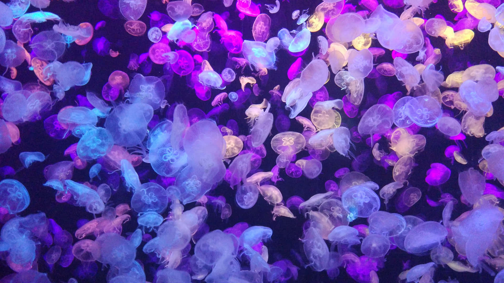  壁紙 — 一群迷人的發光水母在深紫色和藍色色調中漂浮，背景是黑暗的水域。