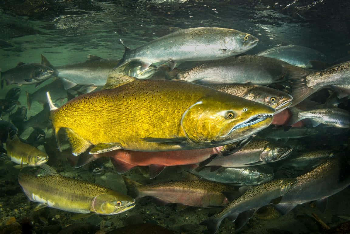  壁紙 — 一群三文魚在水底游動，一條大金魚帶領著魚群靠近水面。