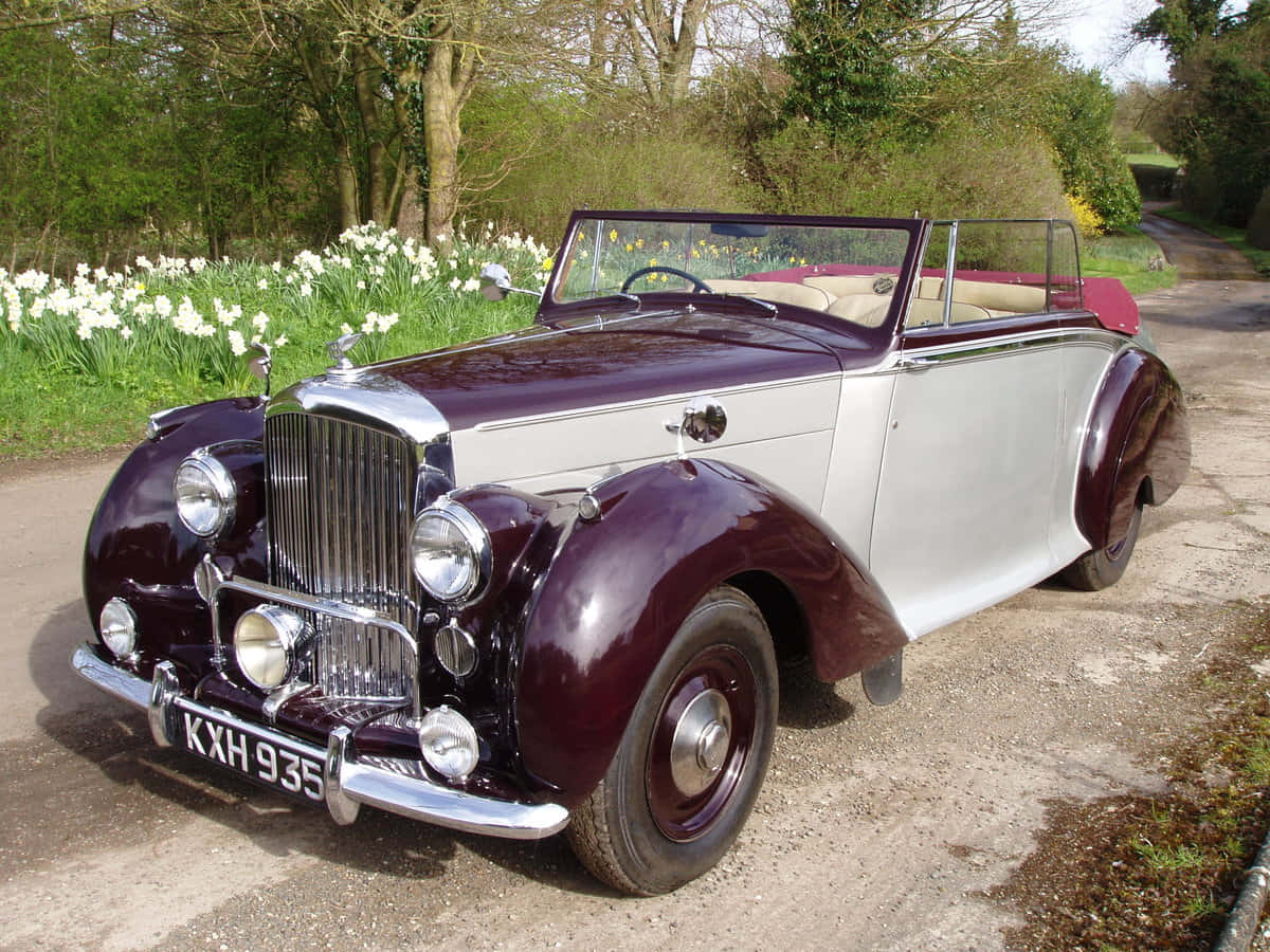 Bentley Mark Vi 桌布 壁紙 — 一輛經典的栗色和銀色敞篷車停在碎石路上，旁邊是白色水仙花田，在明亮的日光下。