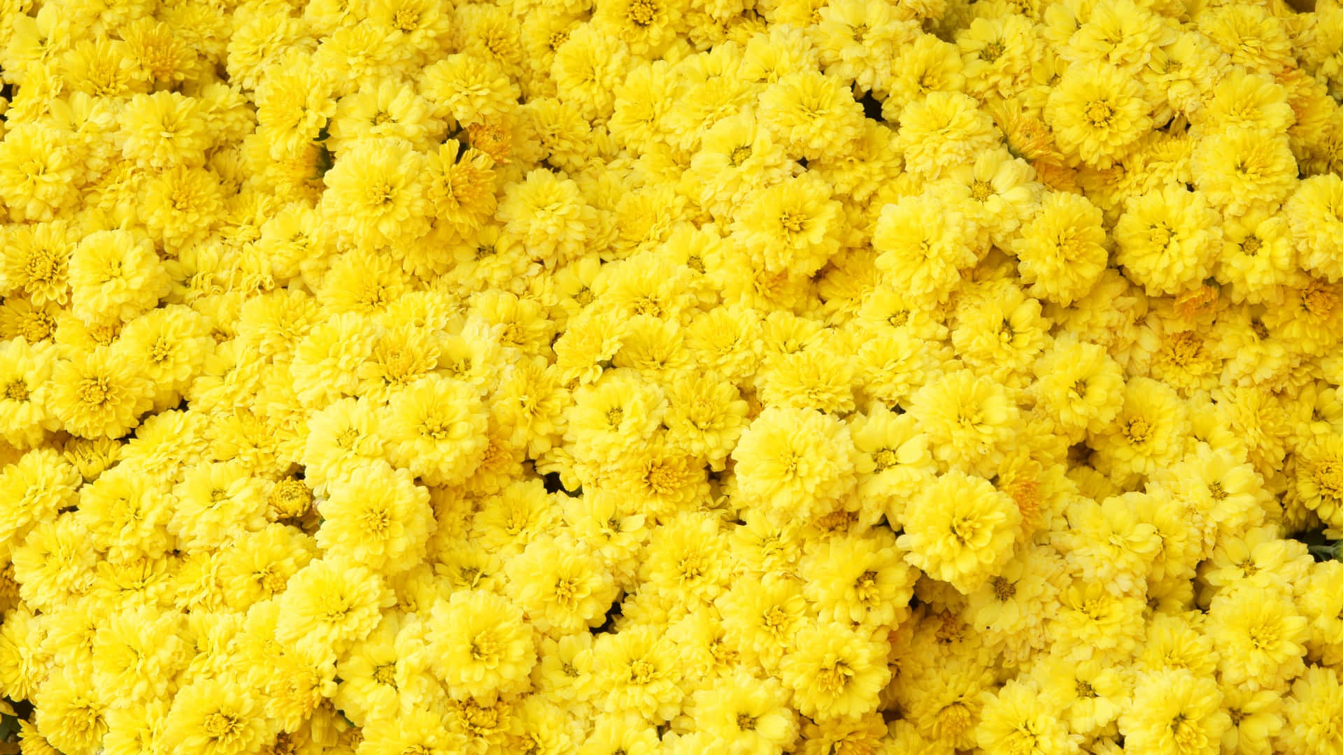  壁紙 — 一片密集嘅鮮黃色菊花填滿畫面，花瓣鮮豔，陰影柔和。