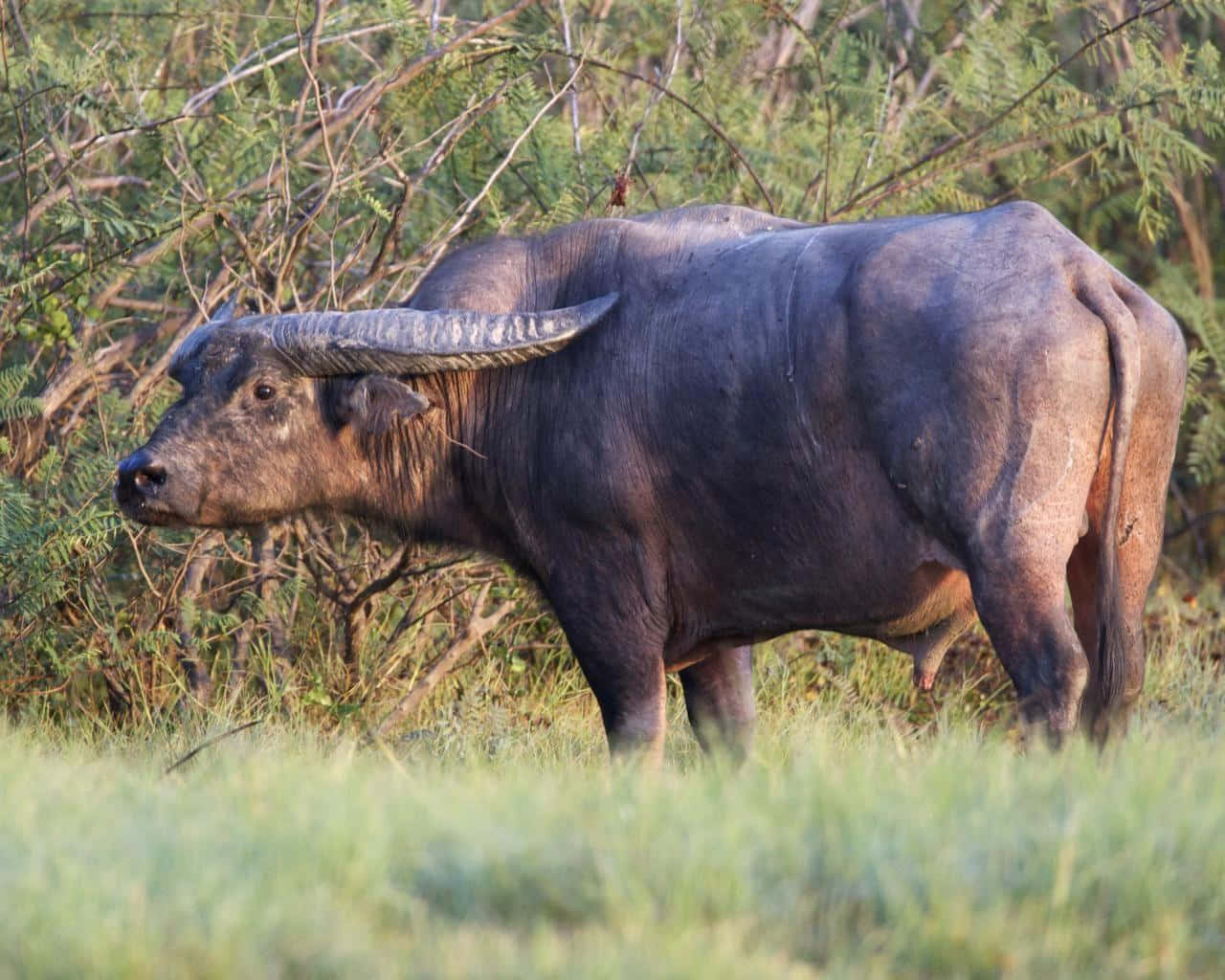Water Buffalo 桌布 壁紙 — 一頭大水牛站在高高的草叢中，身後有綠色樹葉，沐浴在溫暖的陽光下。