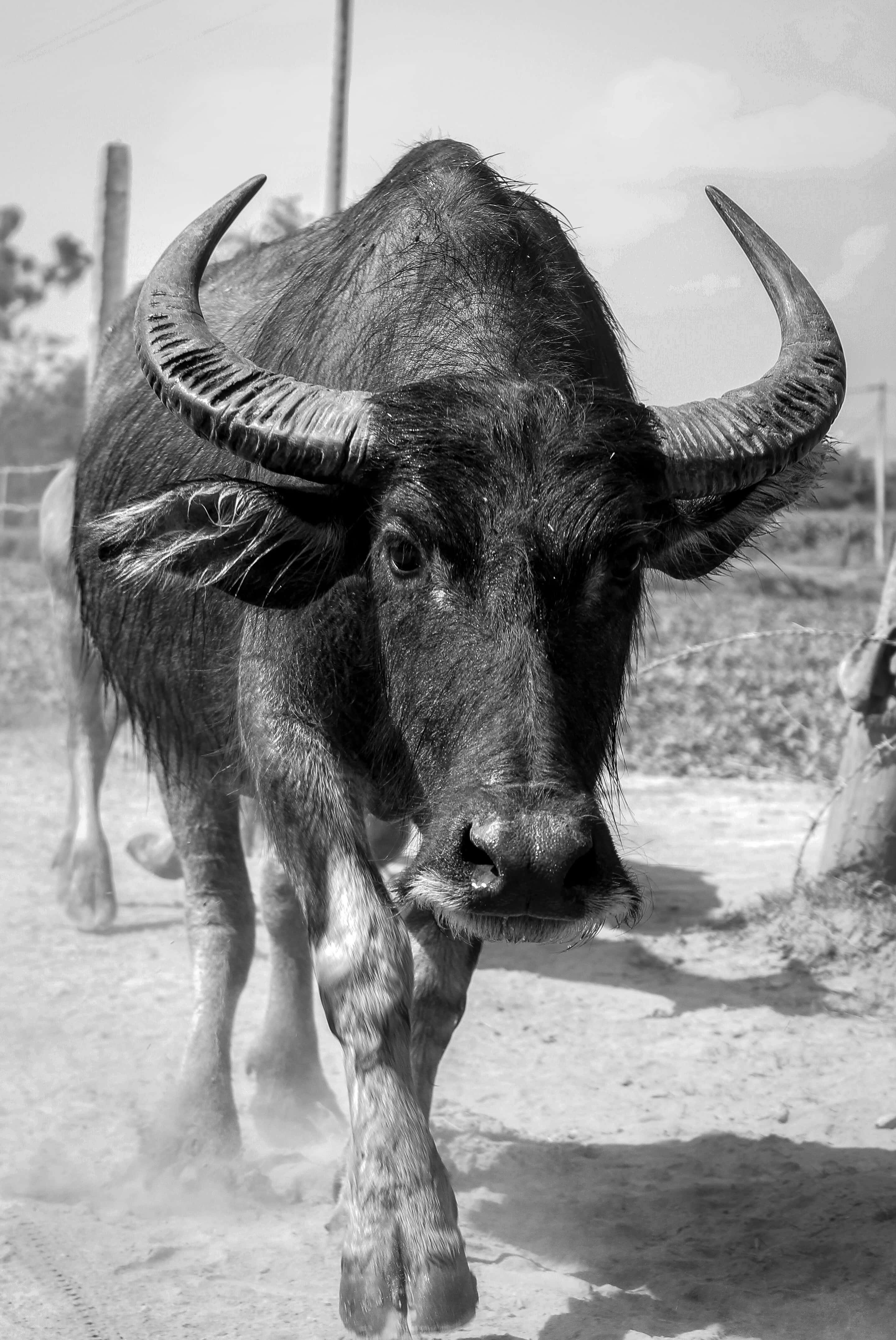 Water Buffalo 桌布 壁紙 — 一頭強壯的水牛以黑白風格向前邁進，蹄子周圍揚起灰塵。