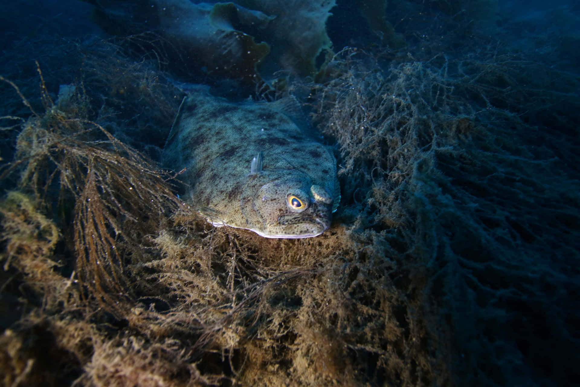  壁紙 — 一條比目魚喺深藍色海水入面嘅纏繞海藻之間偽裝。