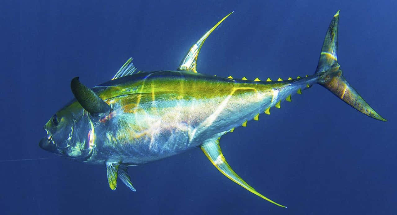  壁紙 — 一條充滿活力的黃鰭吞拿魚在深藍色海水中滑行，光滑的銀色和金色鱗片捕捉光線。