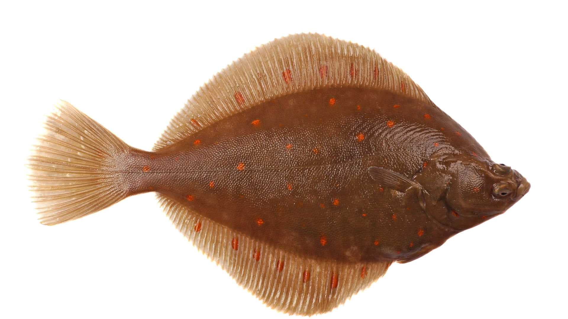  壁紙 — 一條扁平嘅啡色比目魚，帶有橙色斑點同半透明魚鰭，喺純白色背景上休息。