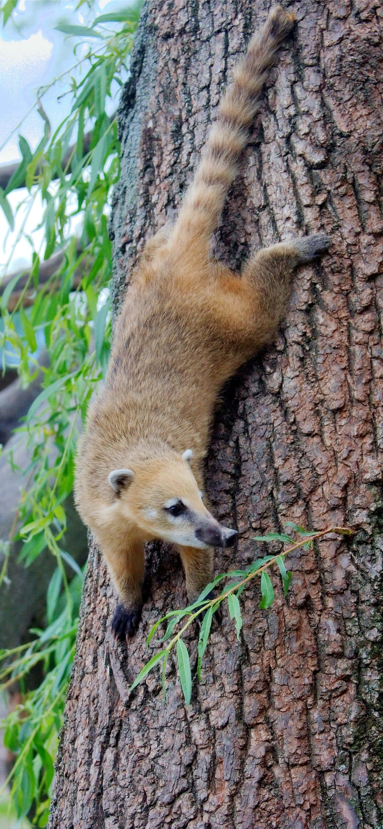 Coati 桌布 壁紙 — 一隻長鼻浣熊喺明亮日光下爬上一條粗糙嘅樹幹，周圍係綠色樹葉。