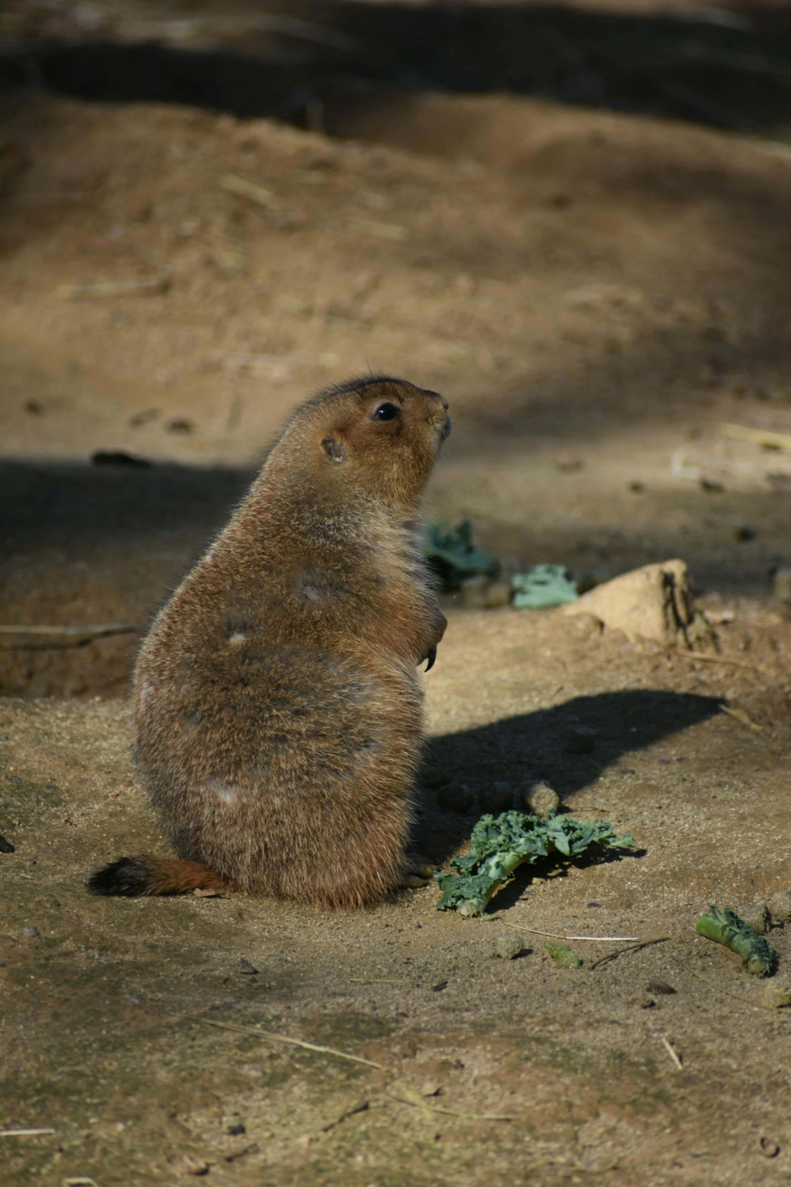 Woodchuck 桌布 壁紙 — 一隻草原犬鼠直立喺沙地上，沐浴喺明亮陽光下，附近散落著綠色樹葉。
