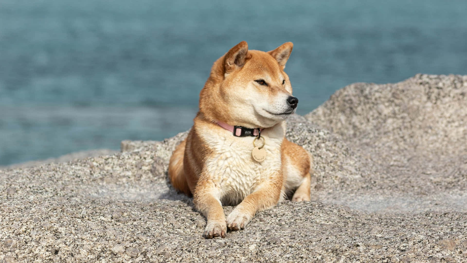  壁紙 — 一隻戴著粉紅色項圈的冷靜柴犬，在陽光明媚的岩石海岸旁，在平靜的藍色水邊休息。