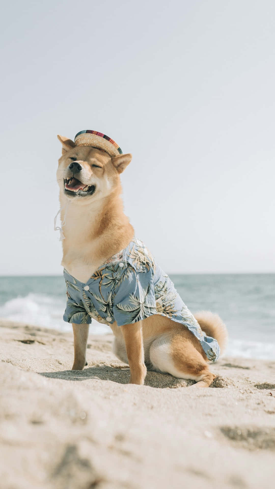  壁紙 — 一隻快樂的柴犬戴著草帽和花襯衫，坐在陽光明媚的海灘上，身後有海浪。