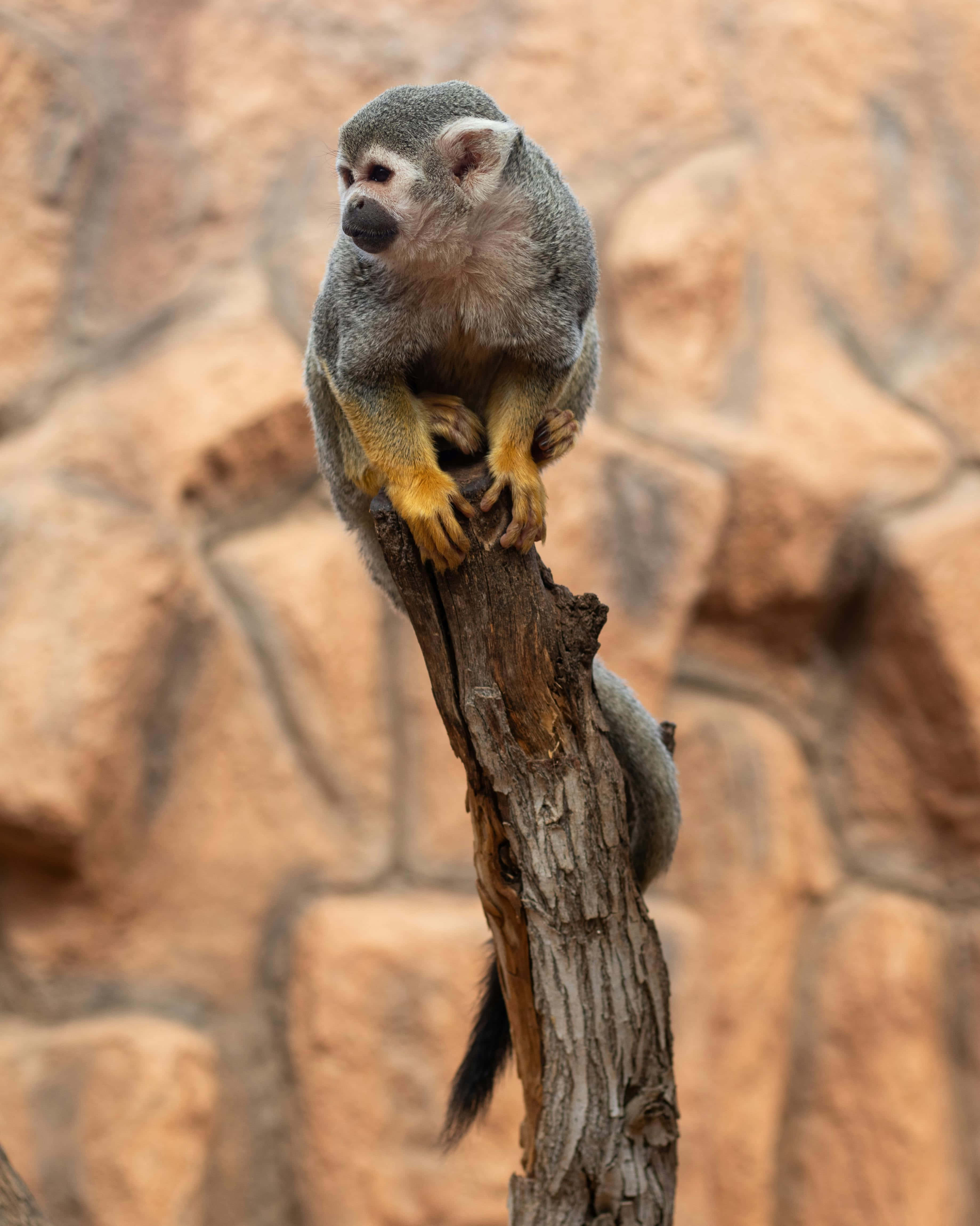 Squirrel Monkey 桌布 壁紙 — 一隻灰色小猴子長著黃色手掌，警覺地棲息在一條風化的樹枝上，背景是模糊的岩石。