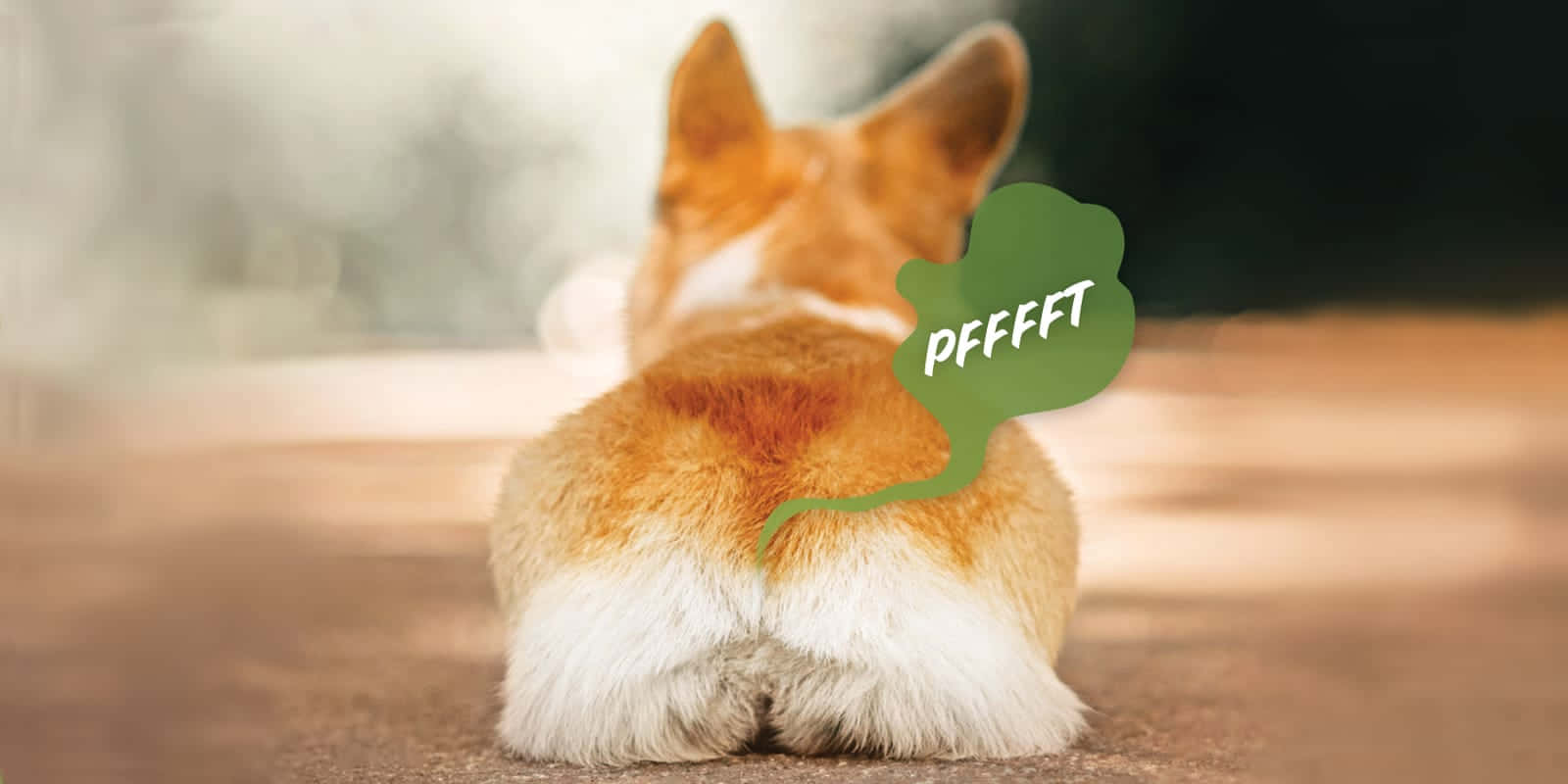  壁紙 — 一隻哥基犬背對鏡頭坐著，一個綠色對話氣泡帶有 pfff 文字從牠的臀部飄出。