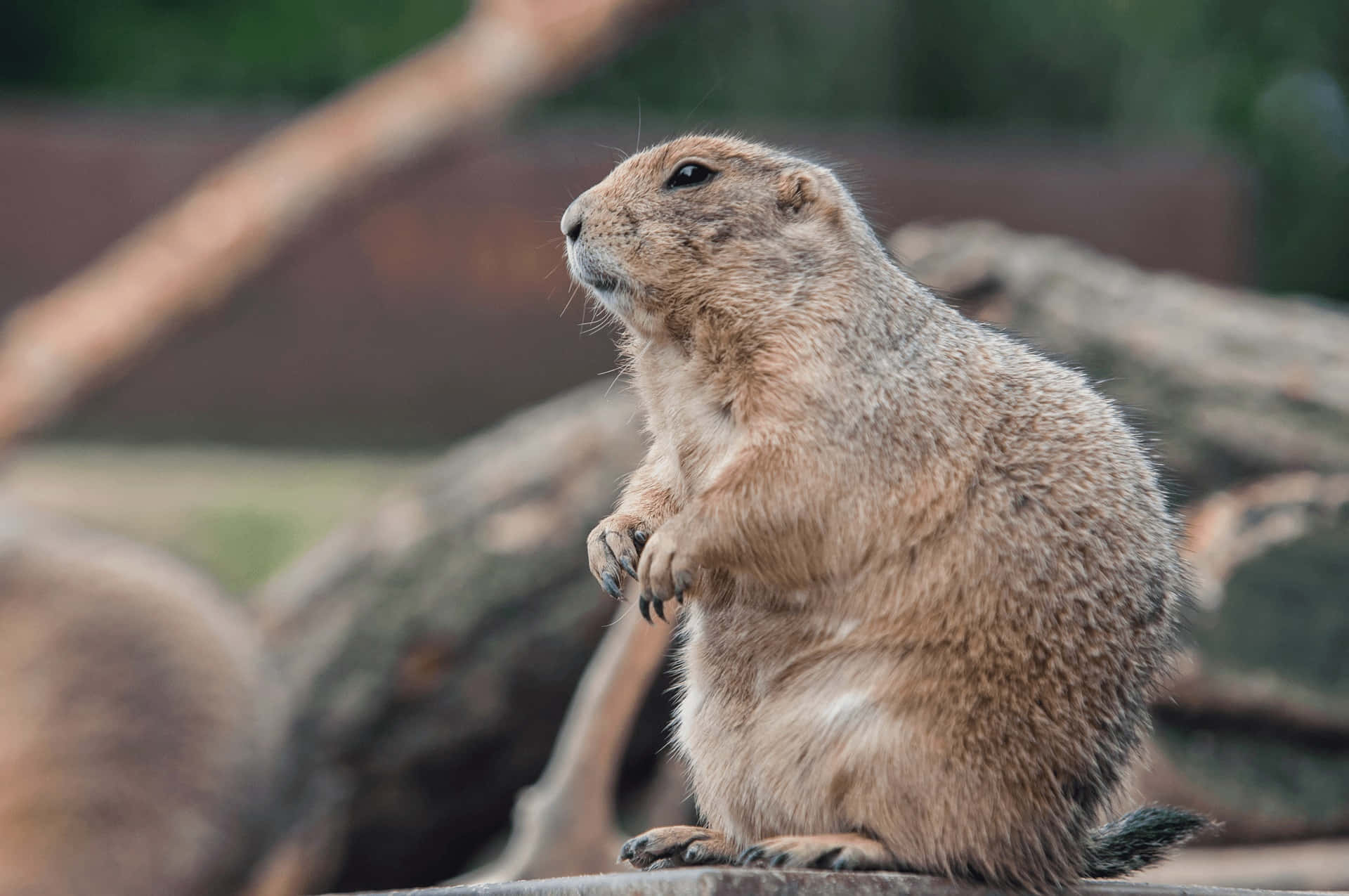 Gopher 桌布 壁紙 — 一隻好奇嘅草原犬鼠企直喺木頭上面，用警覺嘅眼睛觀察周圍環境。