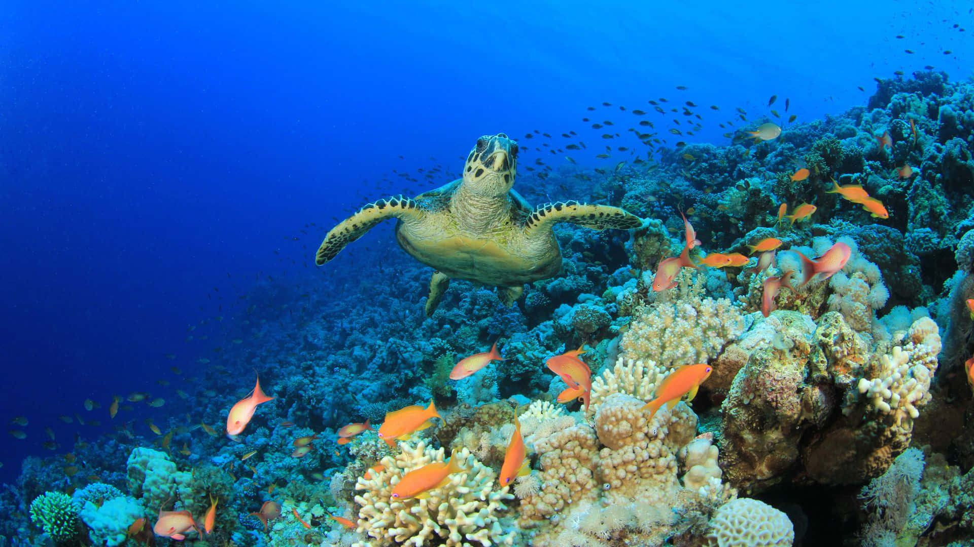  壁紙 — 一隻海龜優雅地滑過充滿橙色魚類和藍色海水的生機勃勃的珊瑚礁。