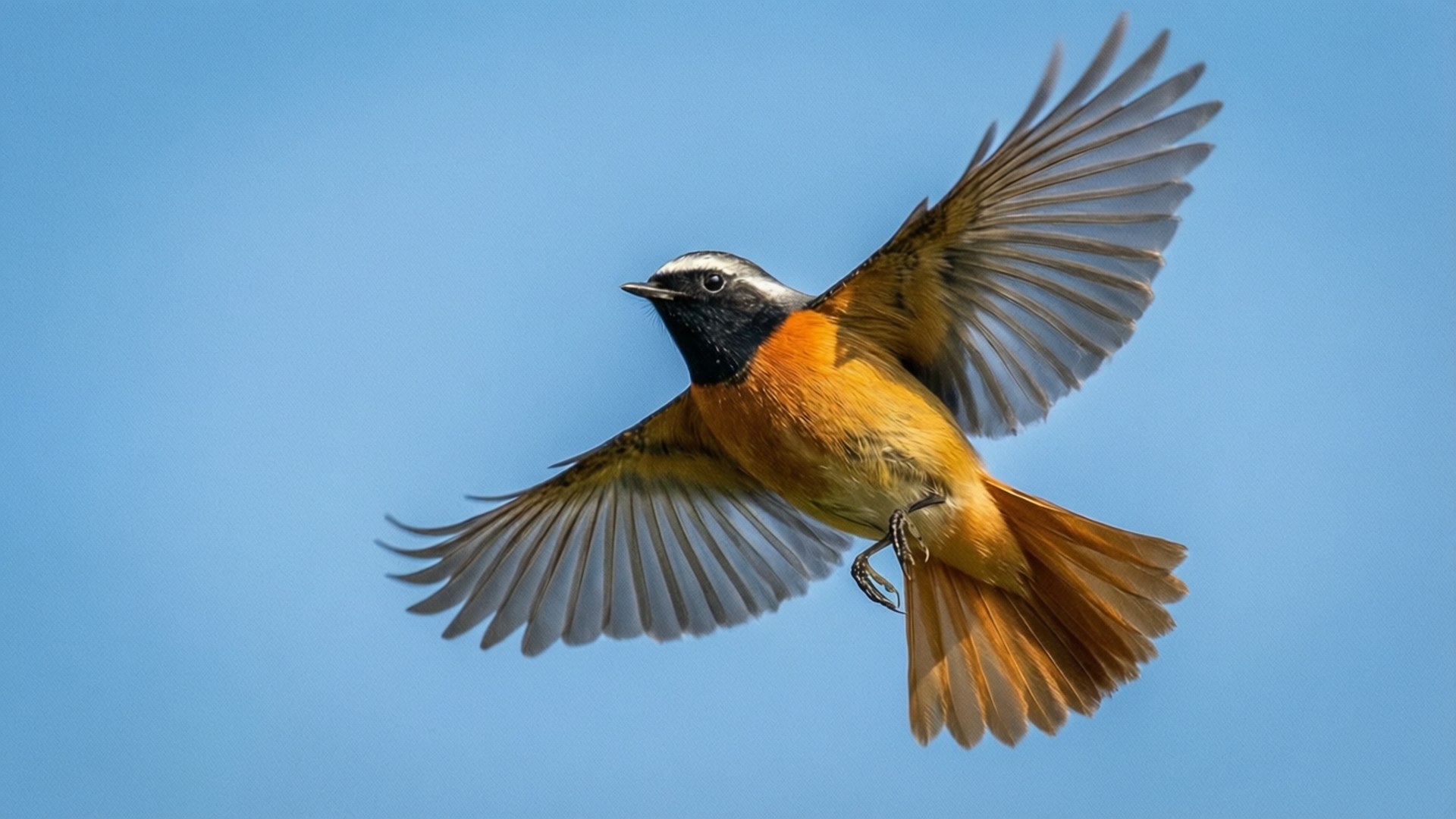 Redstart 桌布 壁紙 — 一隻雄性普通紅尾鴝在晴朗的藍天中飛行，翅膀完全展開。