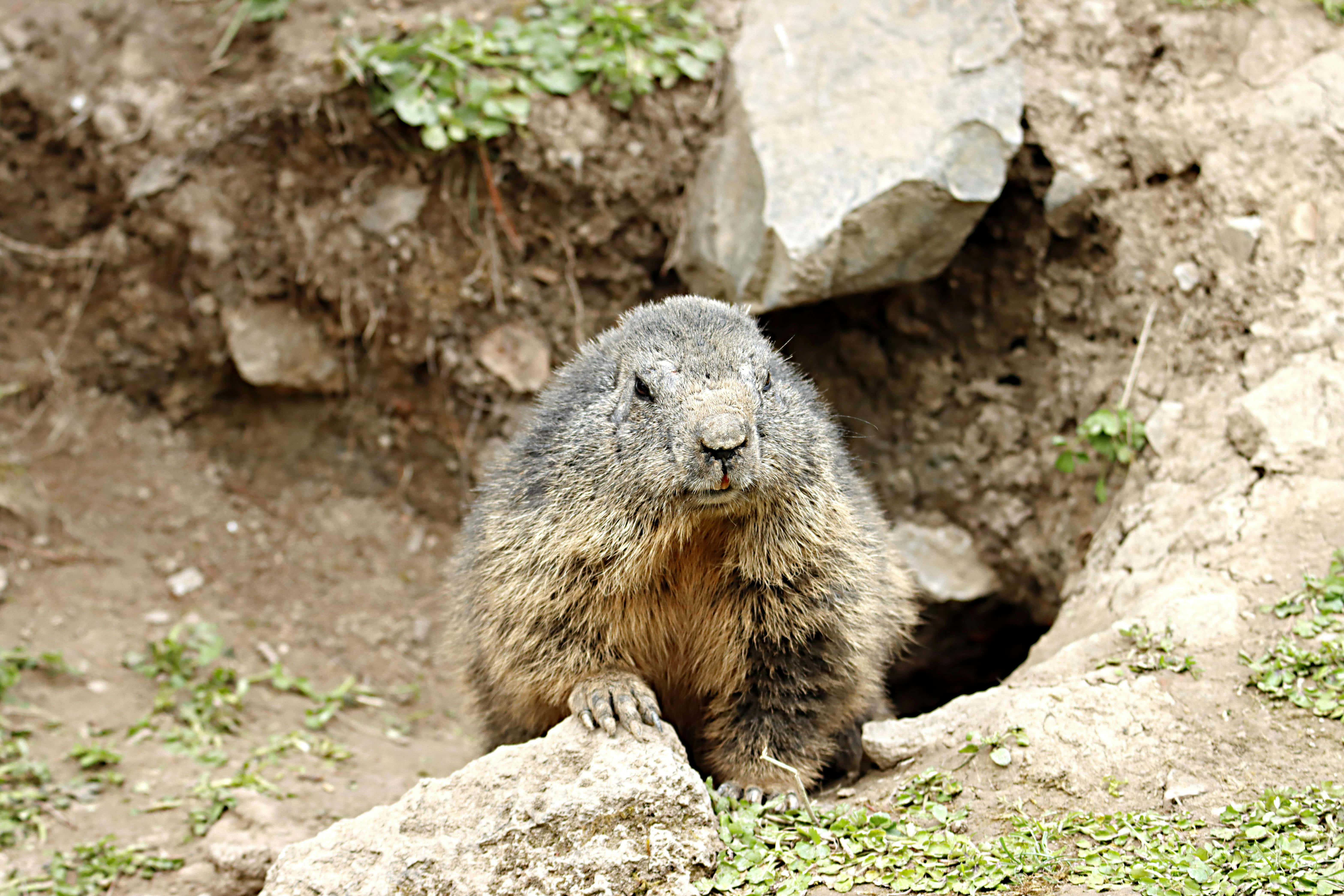 Woodchuck 桌布 壁紙 — 一隻毛茸茸的土撥鼠從其被綠色苔蘚和泥土包圍的岩石洞穴中好奇地探出頭來。