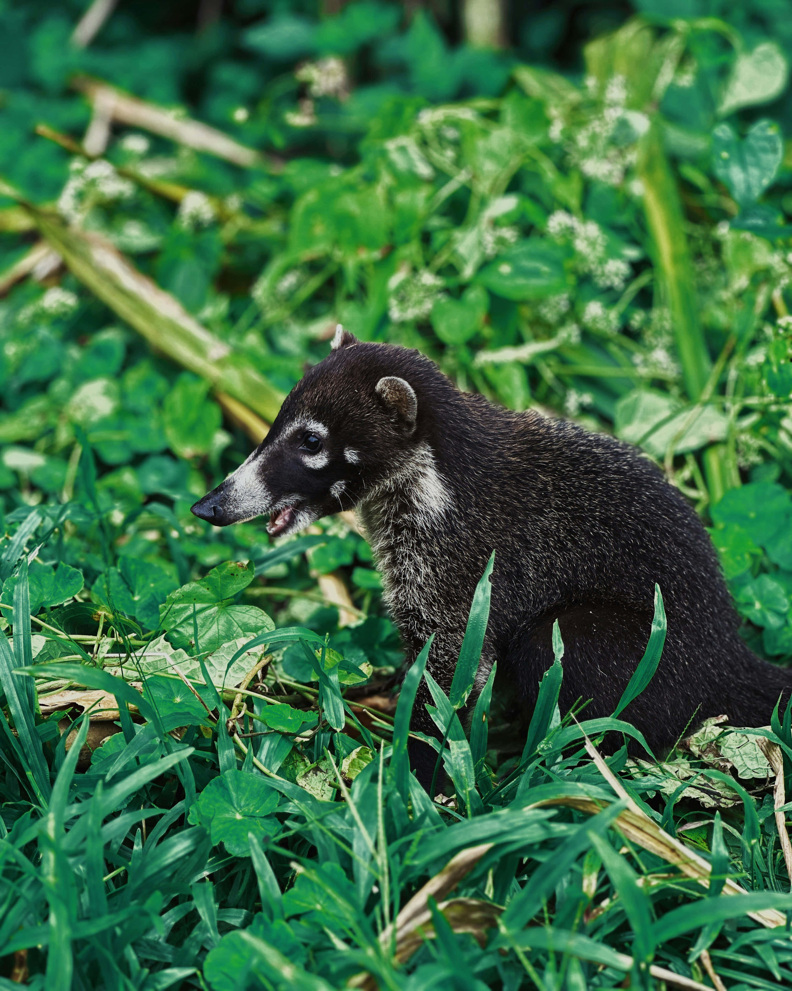 Coati 桌布 壁紙 — 一隻深色皮毛帶白色斑紋的長鼻浣熊警覺地坐在茂密的綠葉和野花中。