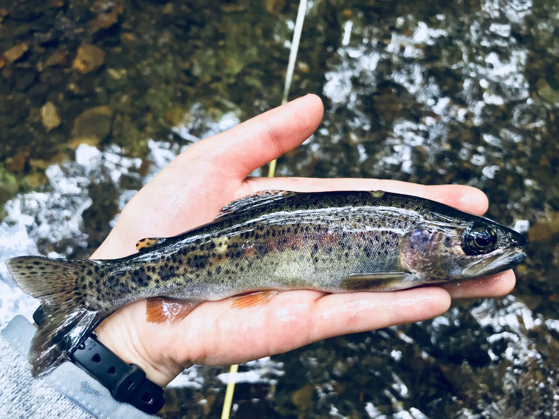  壁紙 — 一隻手輕輕地拿著一條有斑點的虹鱒魚，在清澈水流和岩石的湍急山溪上方。