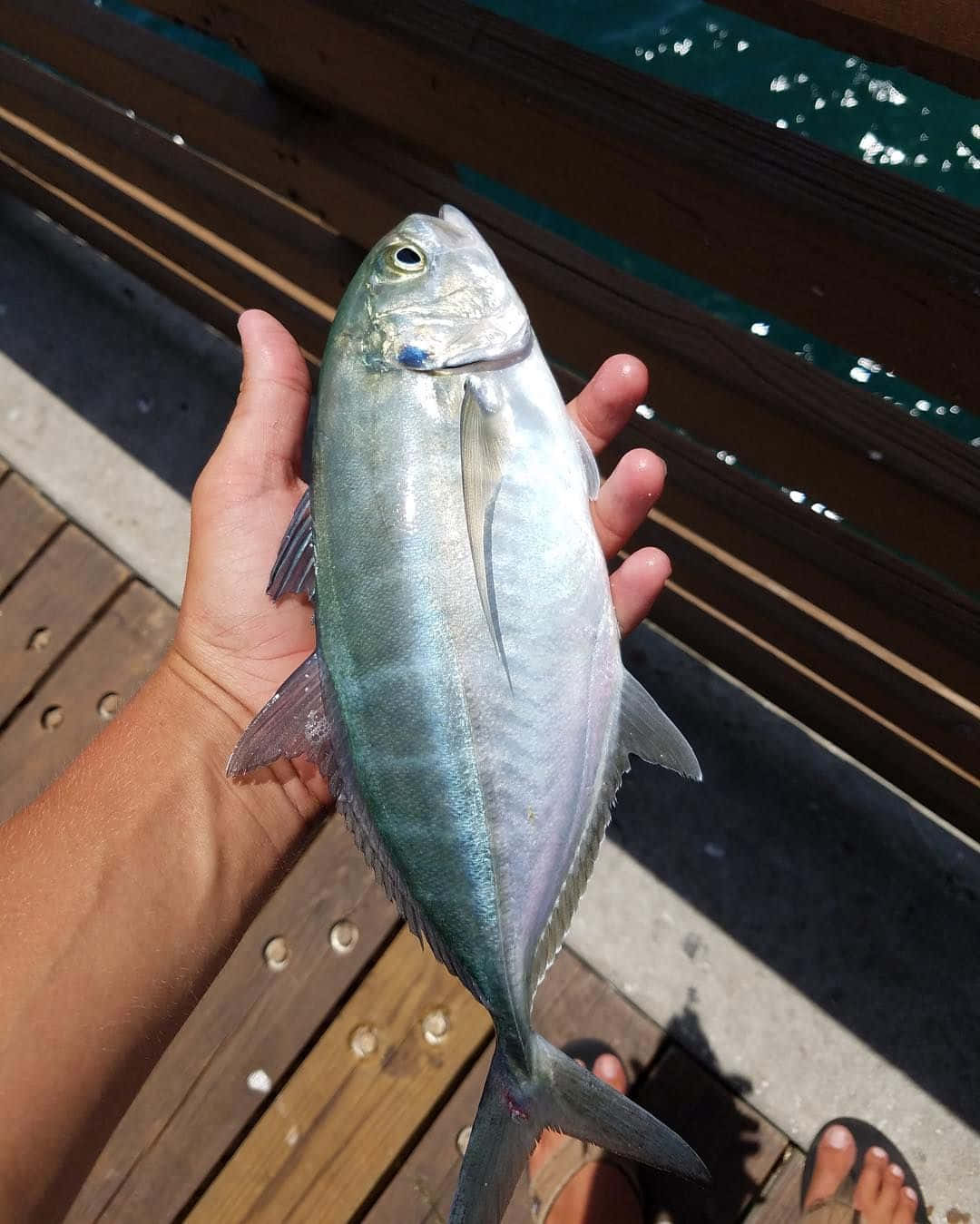 壁紙 — 一隻手拎住一條啱啱捉到嘅銀色魚，對眼係藍色，背景係木碼頭同藍綠色水。