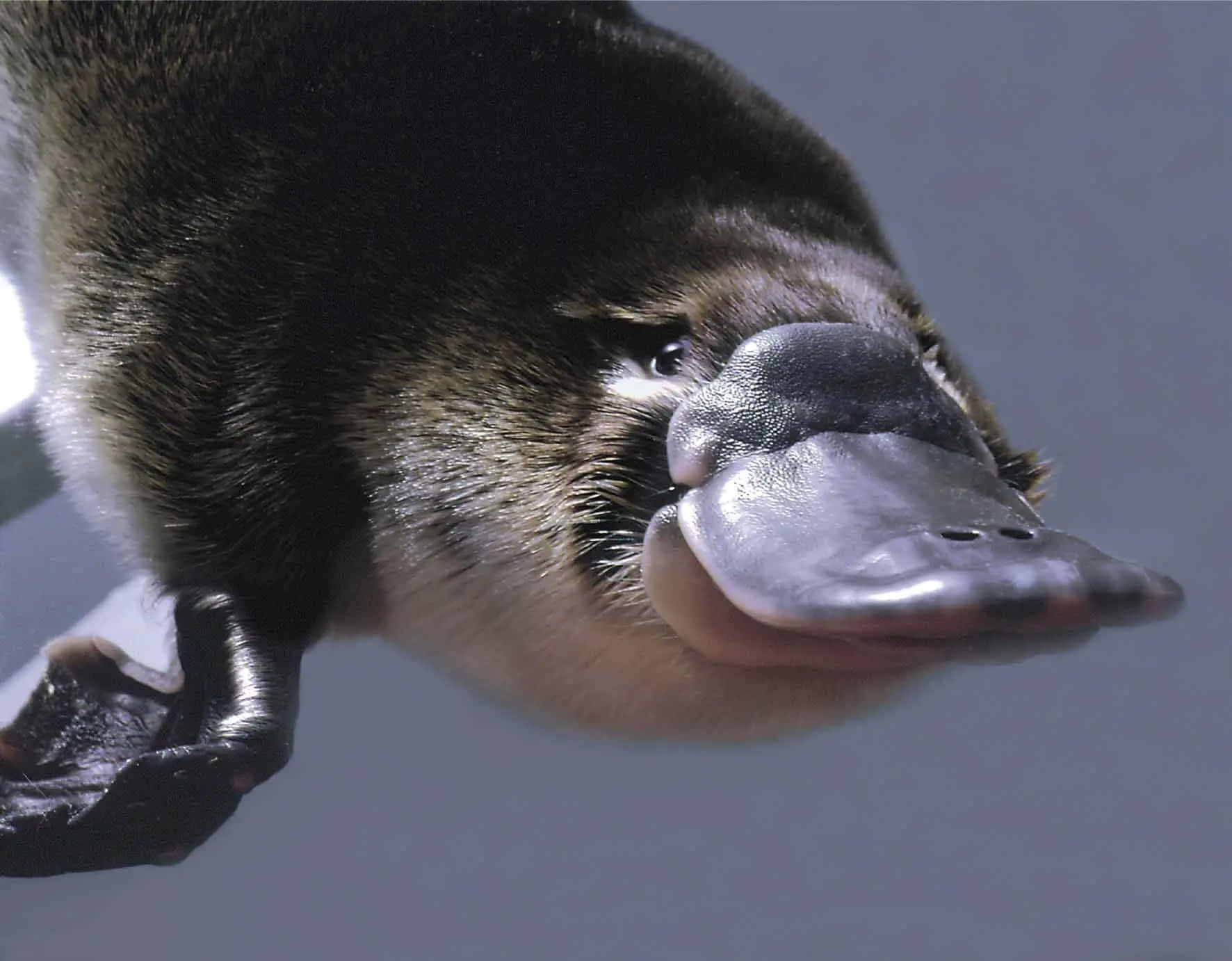 Platypus 桌布 壁紙 — 一張鴨嘴獸的特寫照片，擁有光澤的黑色喙部和深色毛髮，背景為柔和的灰色。