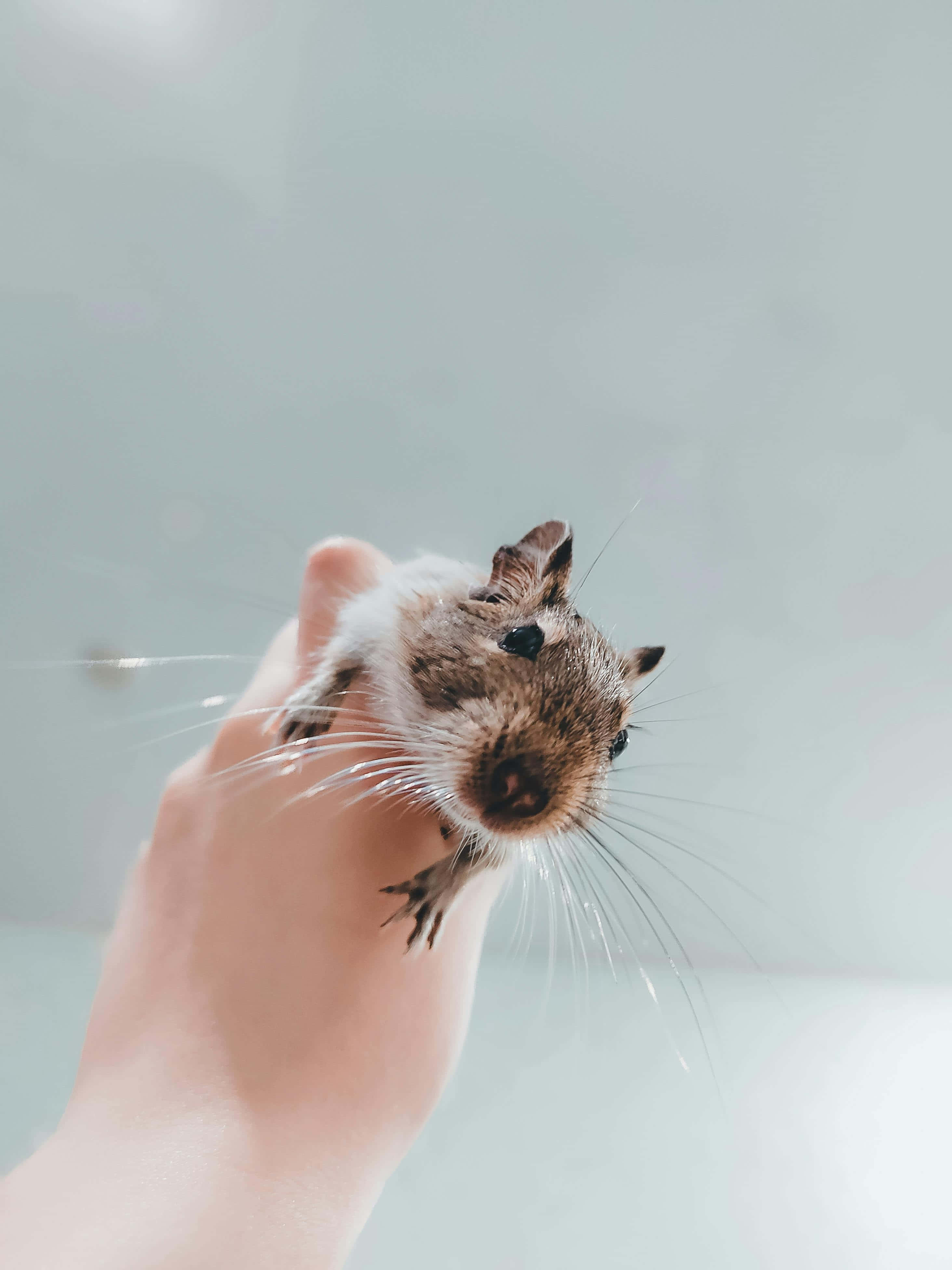 Gerbil 桌布 壁紙 — 一隻長著長鬍鬚的小型棕白色嚙齒動物，輕輕地棲息在人類的手上，背景柔和模糊。