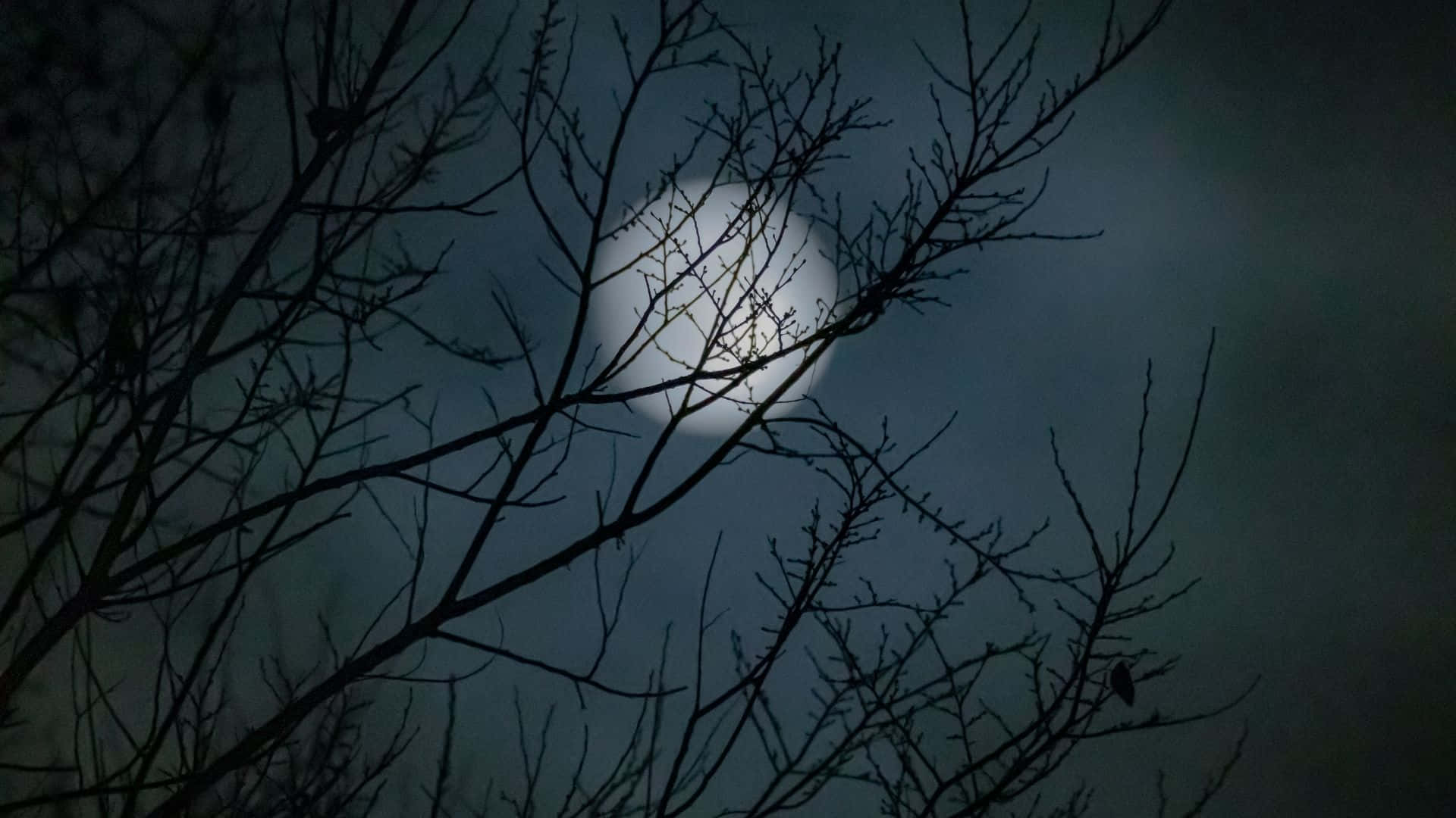 Moon Lighting 桌布 壁紙 — 一輪滿月在光禿禿的冬季樹枝的複雜剪影後發光，背景是陰暗的天空。