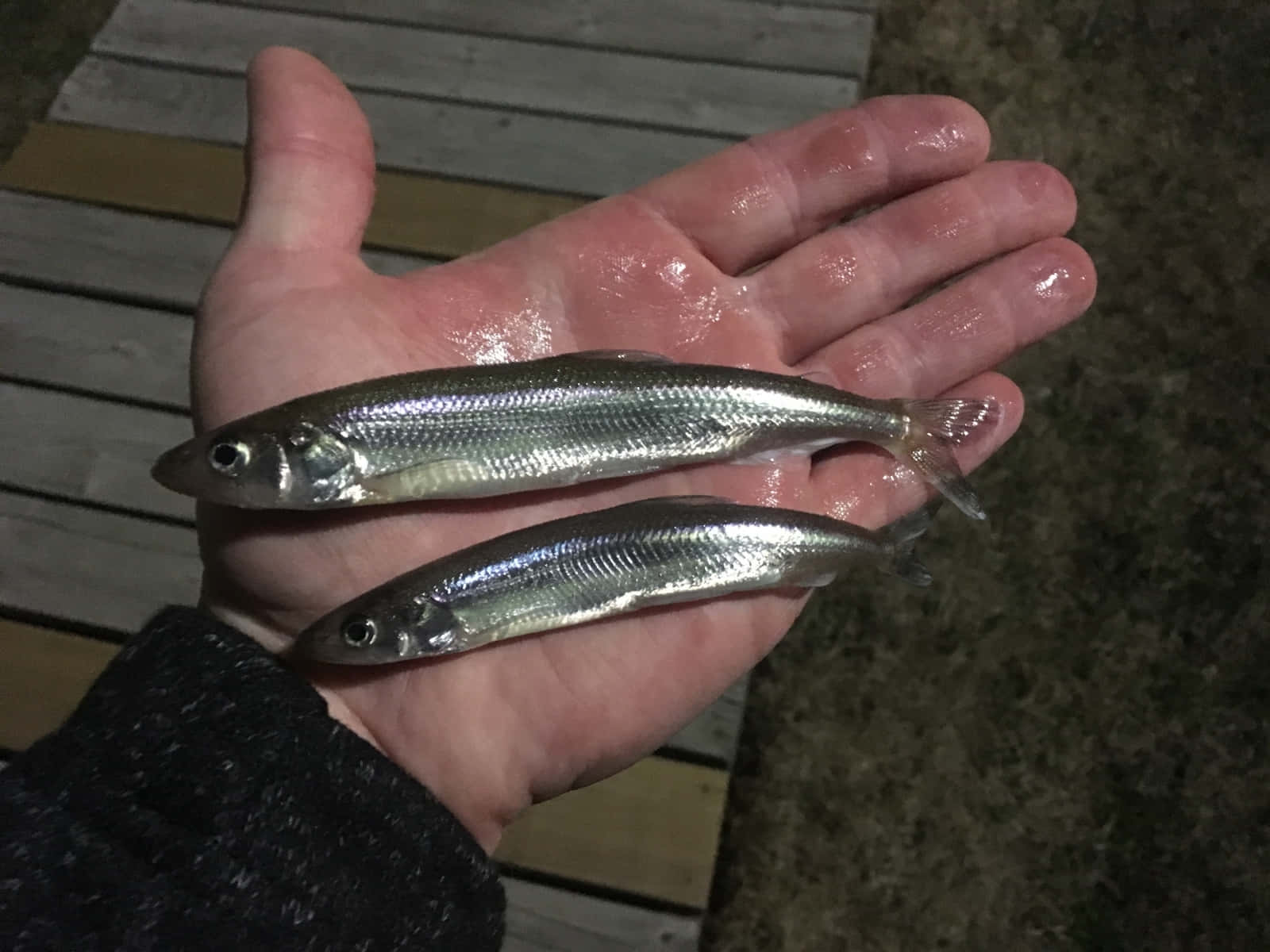  壁紙 — 夜晚，兩條小銀魚在木甲板上方伸出的手中休息。