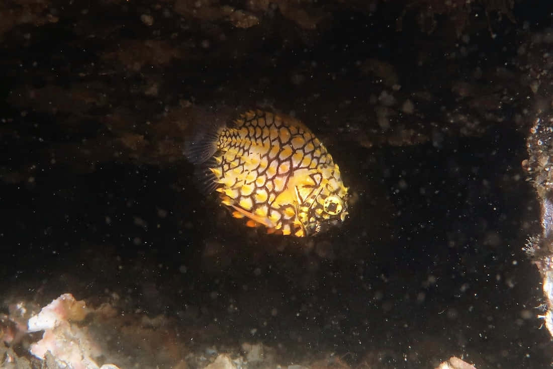  壁紙 — 一條黃黑相間圖案的魚在渾濁的水下靠近黑暗的珊瑚礁游動。