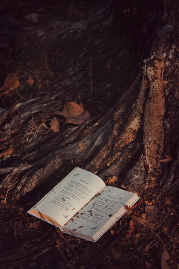  壁紙 — 一本打開的書放在昏暗森林中一棵多節樹幹底部的落葉之間。