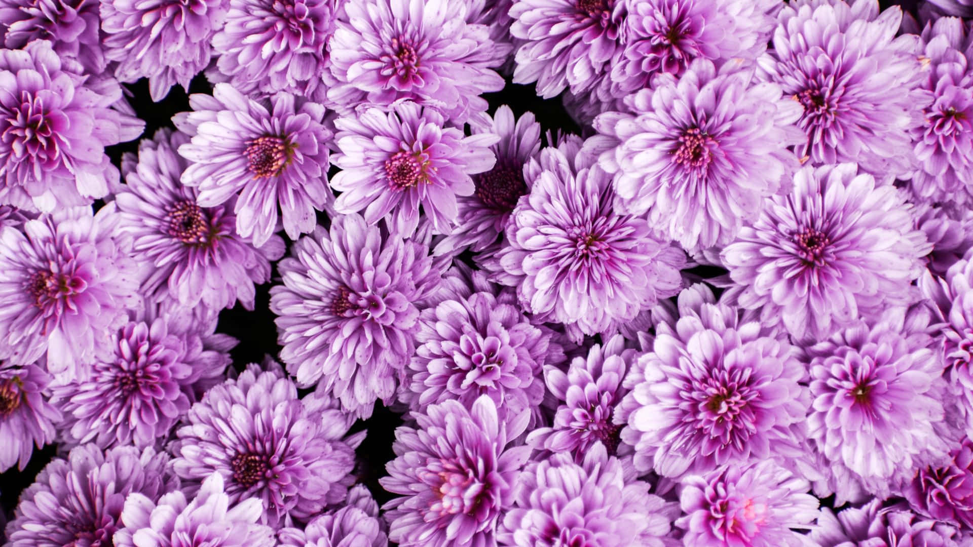  壁紙 — 一簇密集的鮮豔紫色菊花，花瓣層層疊疊，花心深色，襯以黑色背景。