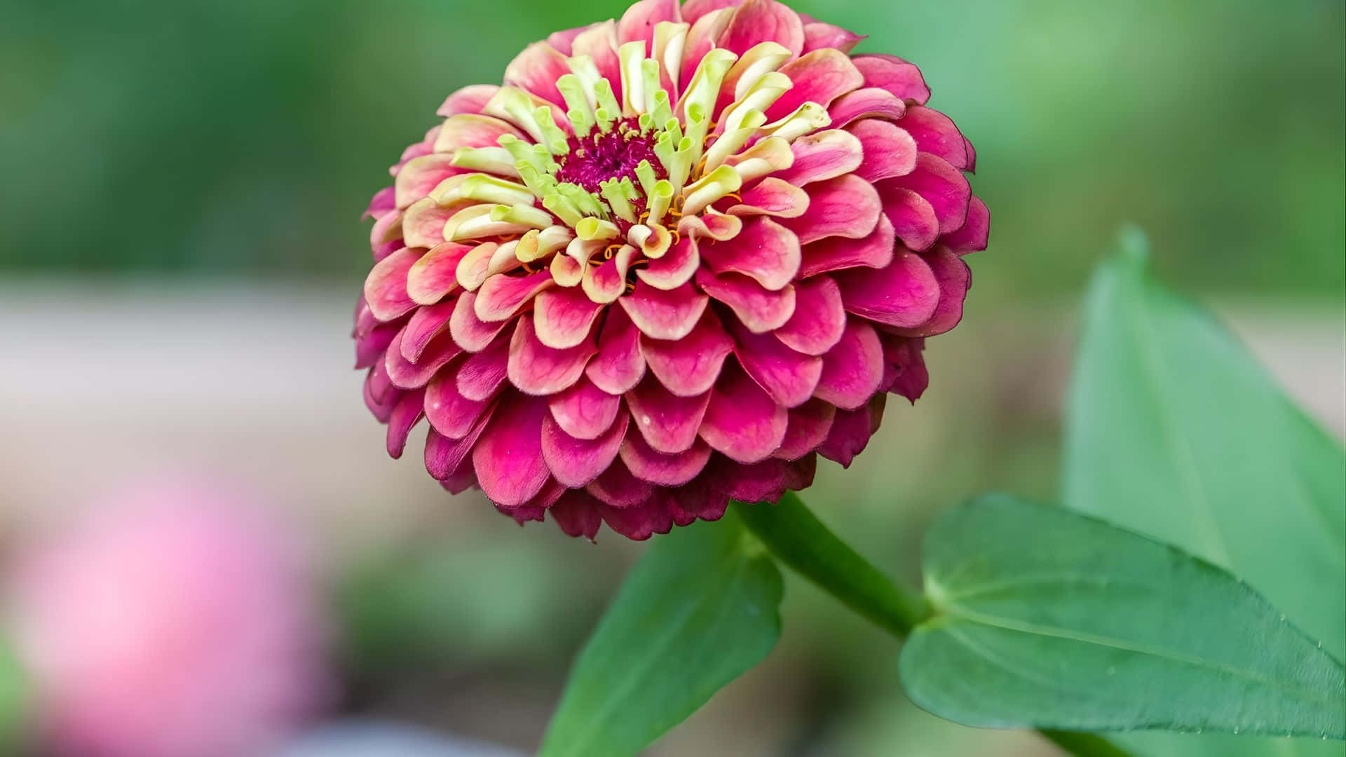 壁紙 — 一朵鮮豔的粉紅色百日菊，帶有黃綠色中心，在柔和模糊的綠色背景上綻放。